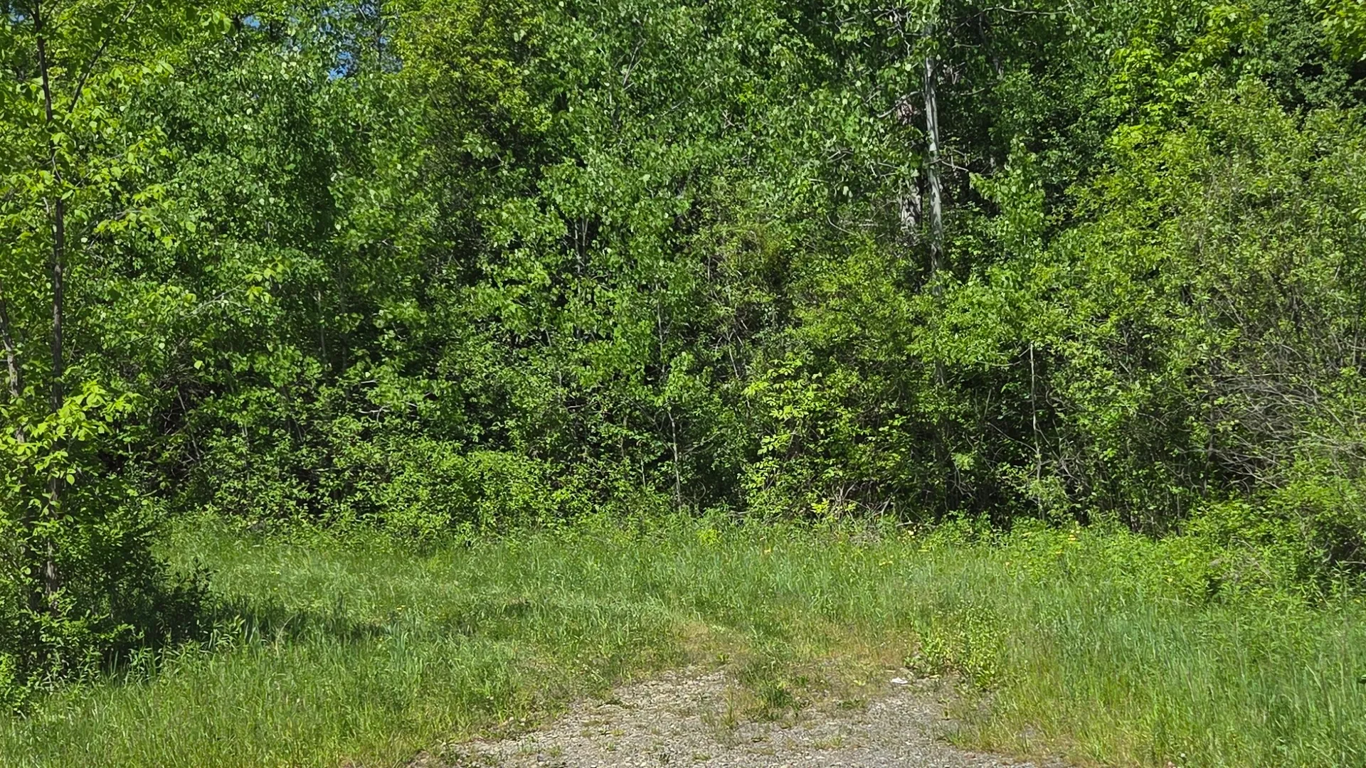Property at NY State Route 446, Cuba, NY 14727 8