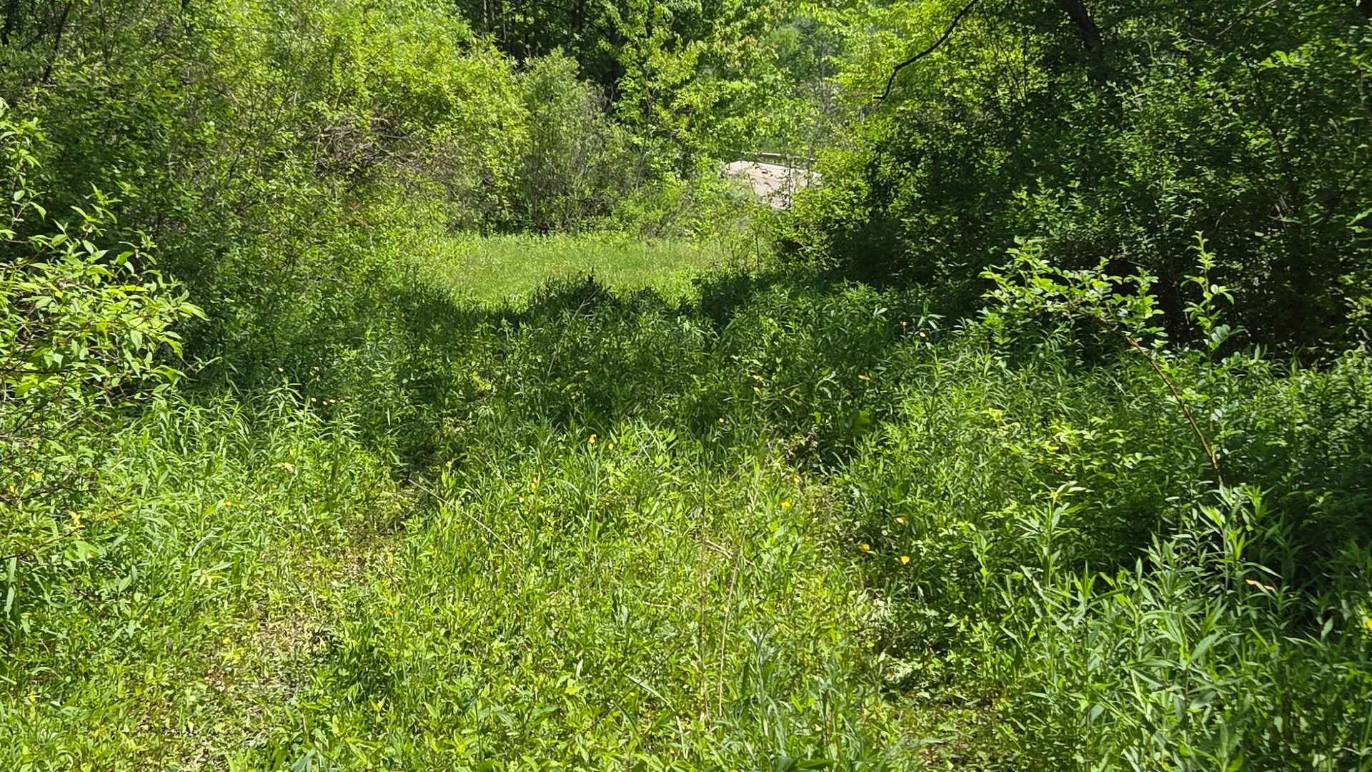 Property at NY State Route 446, Cuba, NY 14727 9