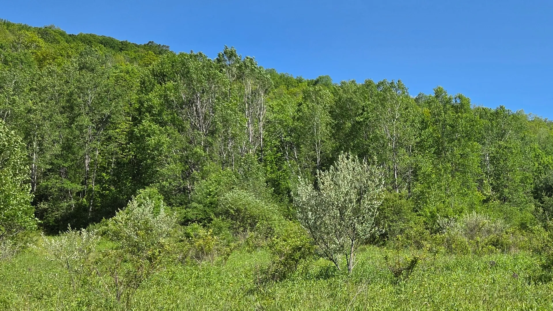 Property at NY State Route 446, Cuba, NY 14727 10