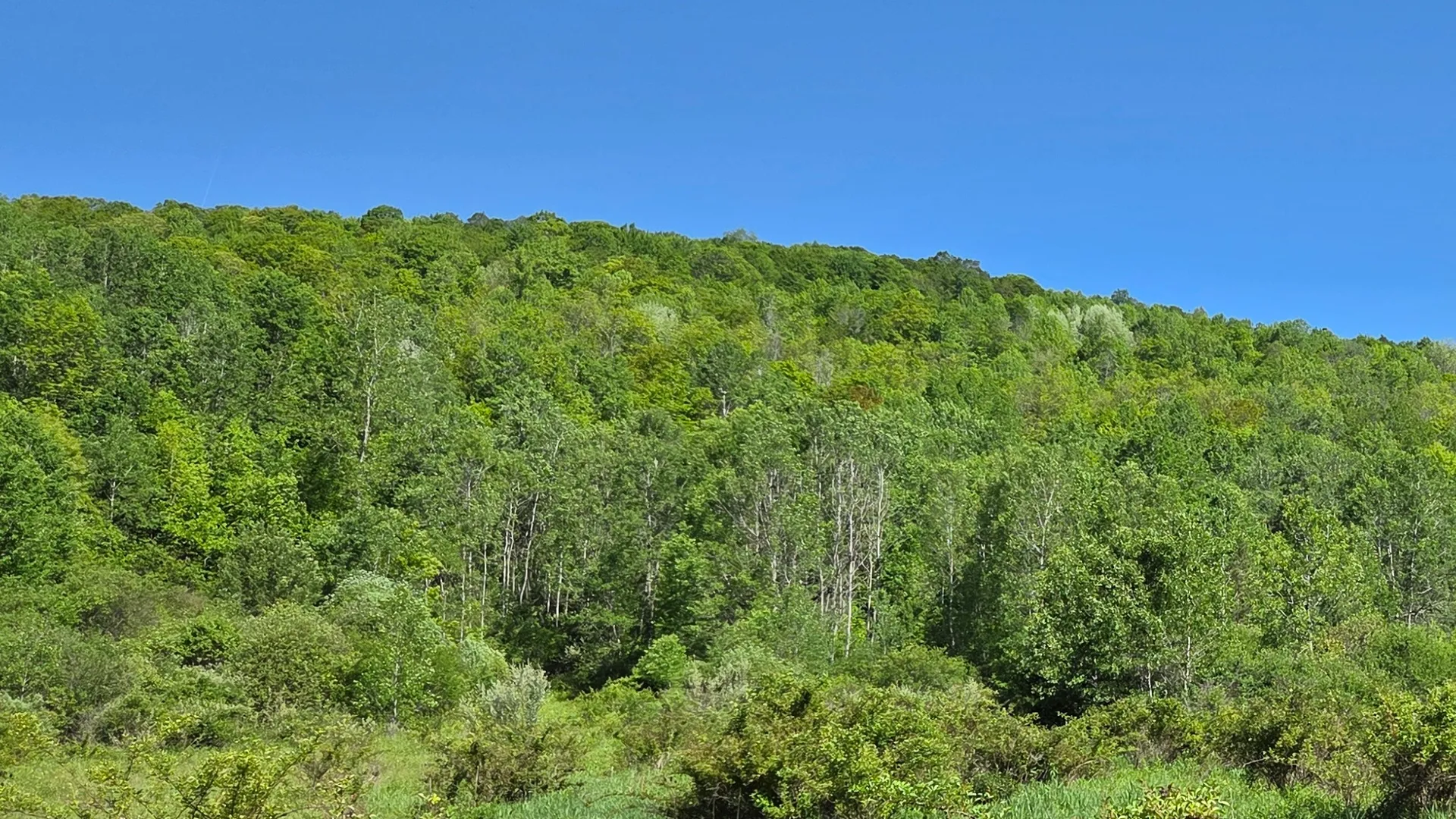Property at NY State Route 446, Cuba, NY 14727 11