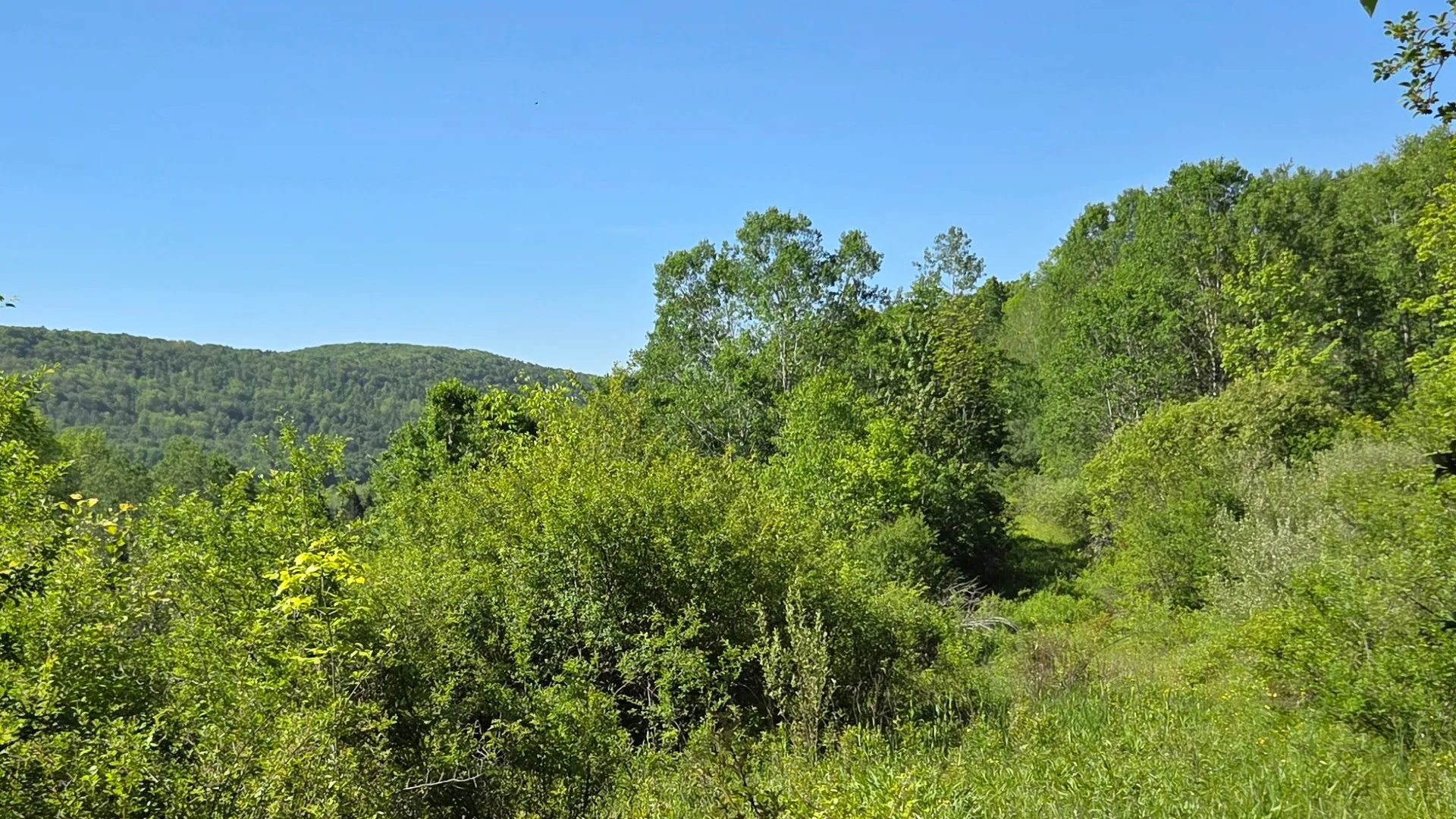 Property at NY State Route 446, Cuba, NY 14727 12