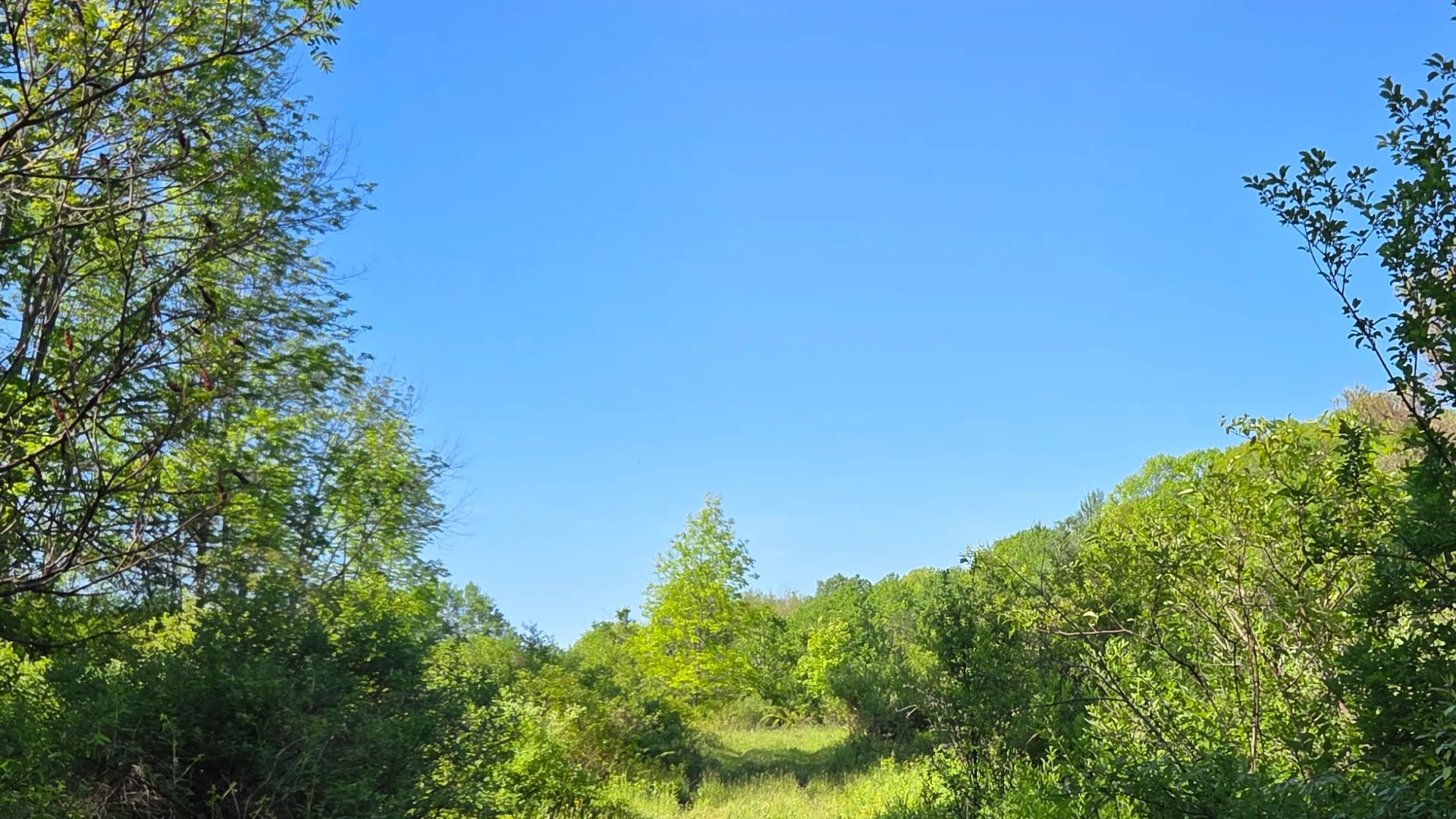 Property at NY State Route 446, Cuba, NY 14727 13