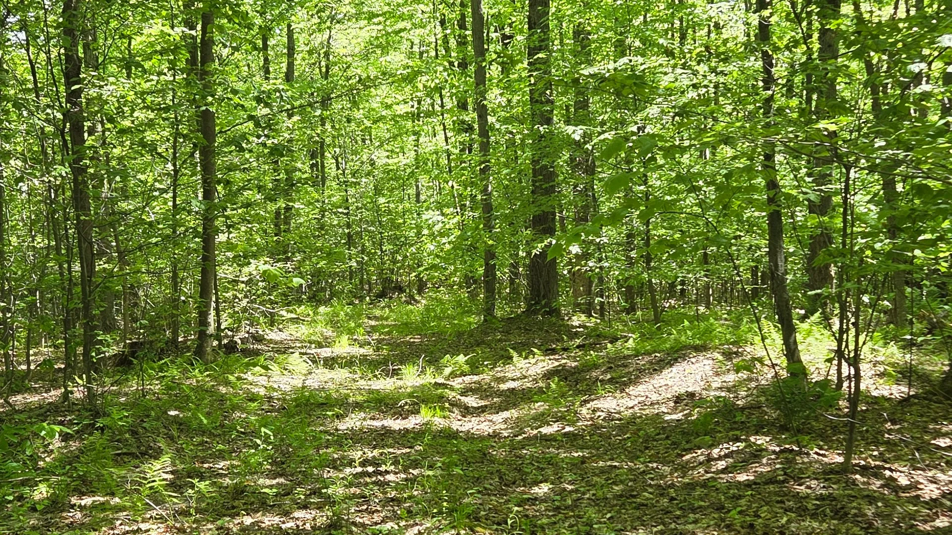 Property at NY State Route 446, Cuba, NY 14727 14