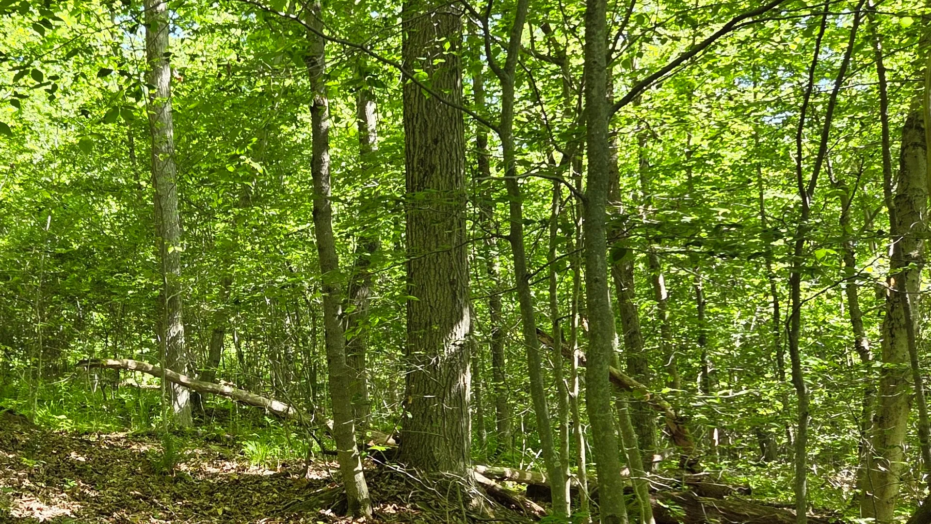 Property at NY State Route 446, Cuba, NY 14727 17