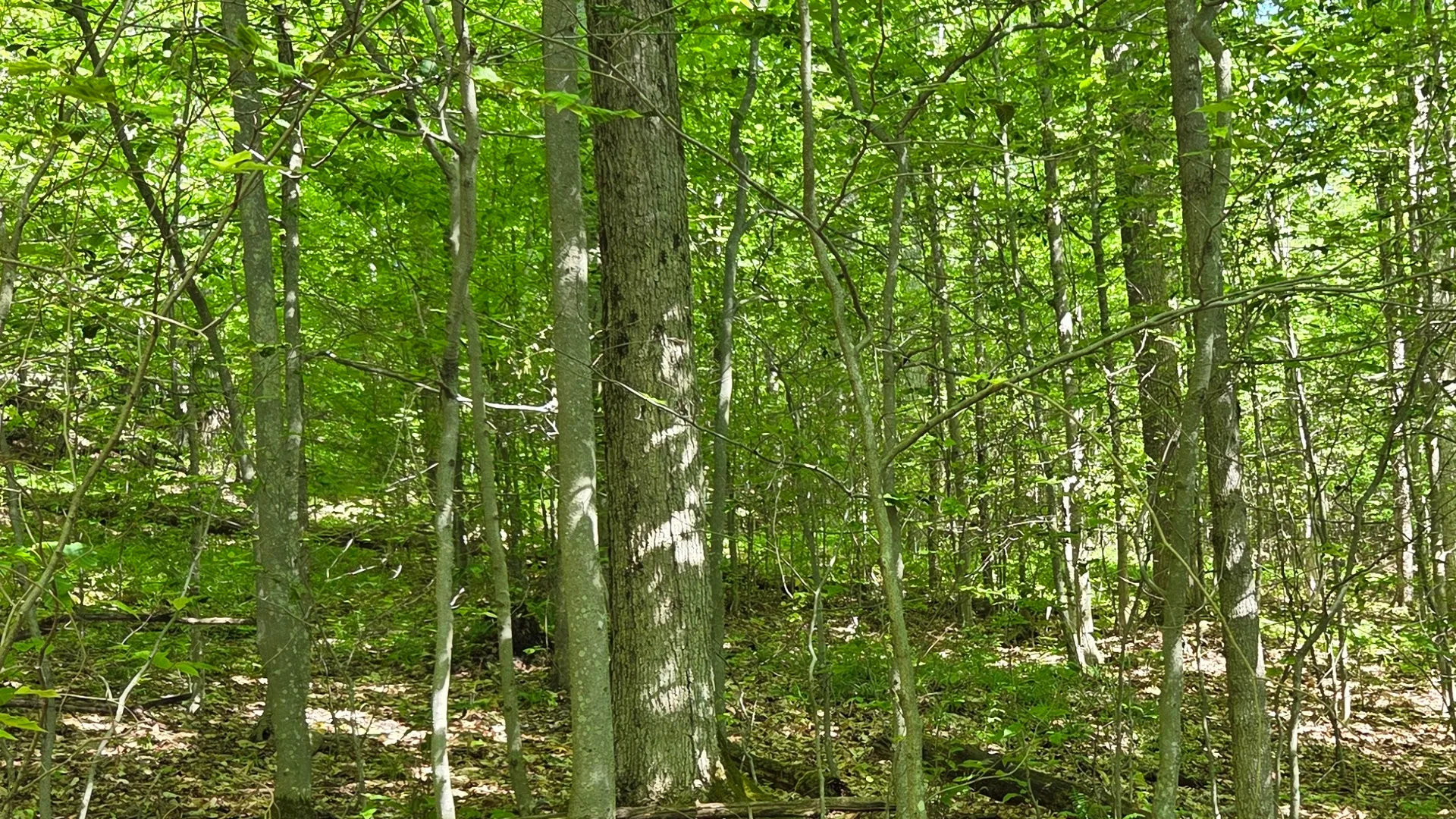 Property at NY State Route 446, Cuba, NY 14727 18