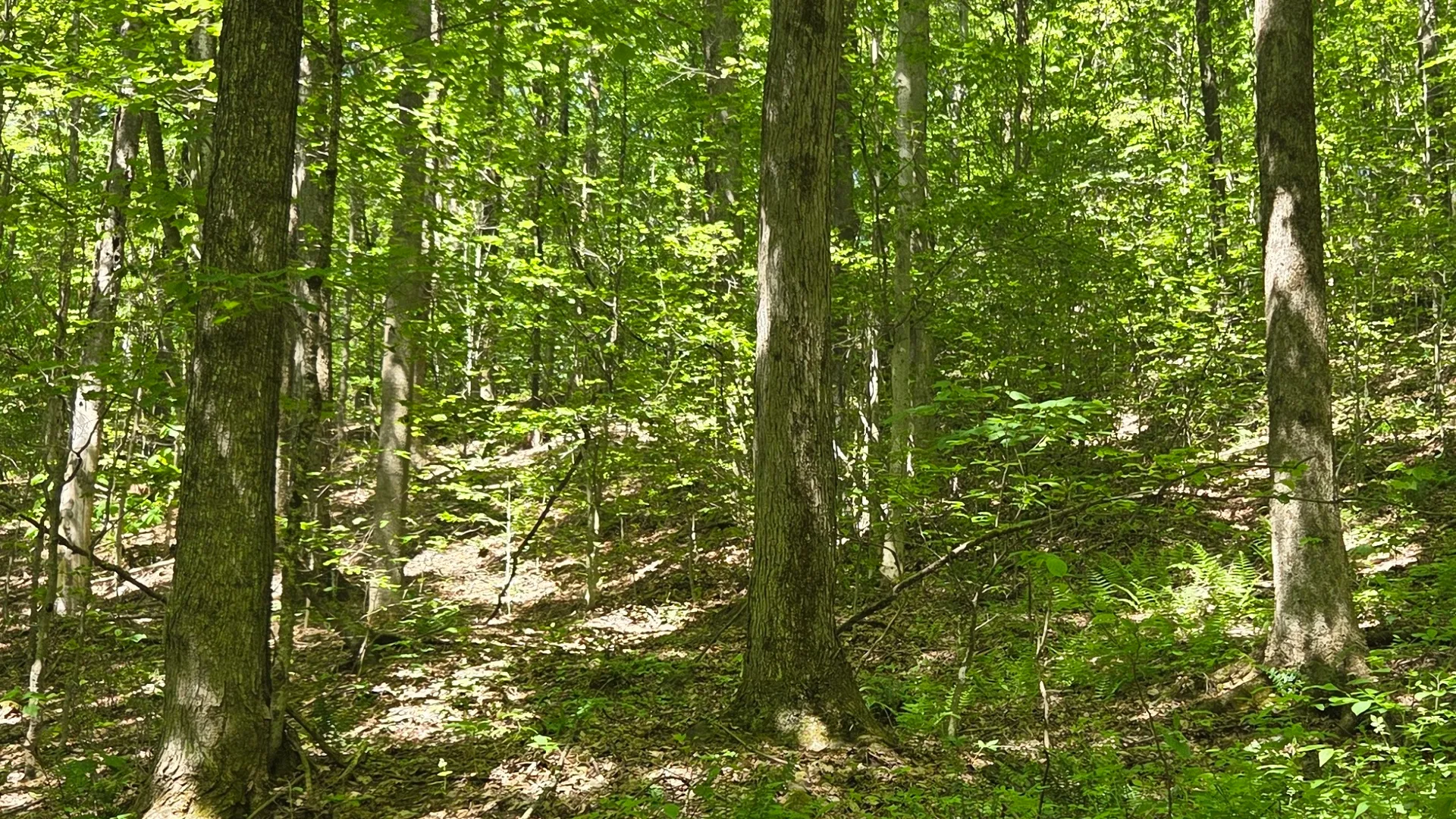 Property at NY State Route 446, Cuba, NY 14727 19
