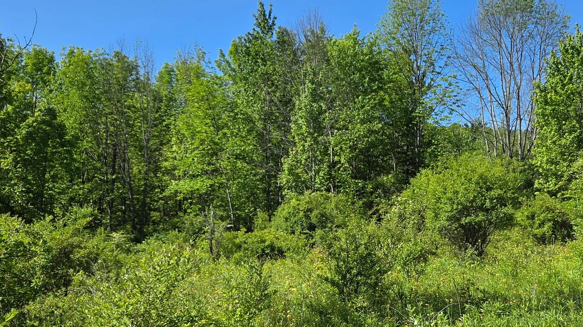 Property at NY State Route 446, Cuba, NY 14727 20