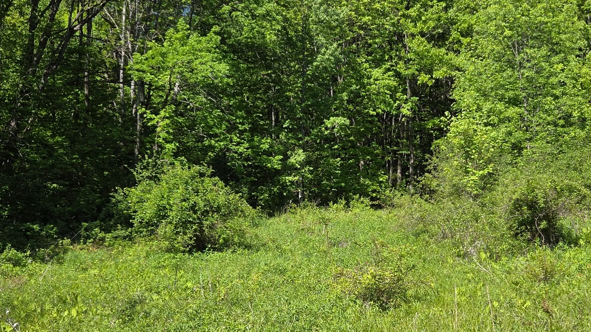 Property at NY State Route 446, Cuba, NY 14727 21
