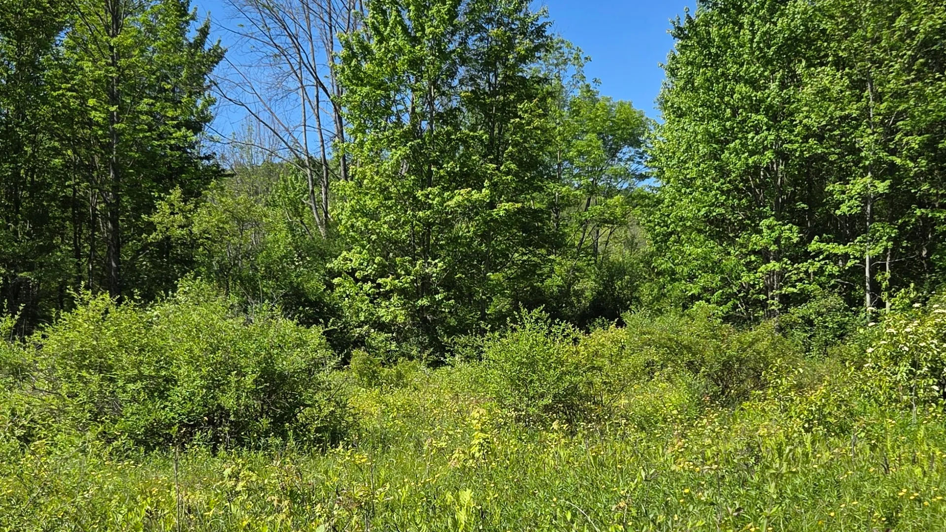 Property at NY State Route 446, Cuba, NY 14727 22