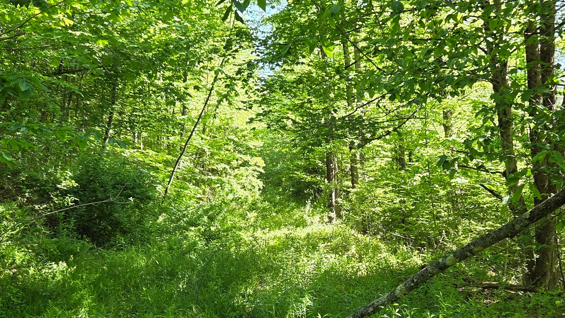 Property at NY State Route 446, Cuba, NY 14727 23