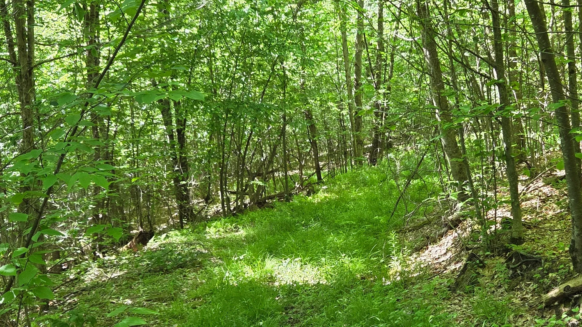 Property at NY State Route 446, Cuba, NY 14727 24