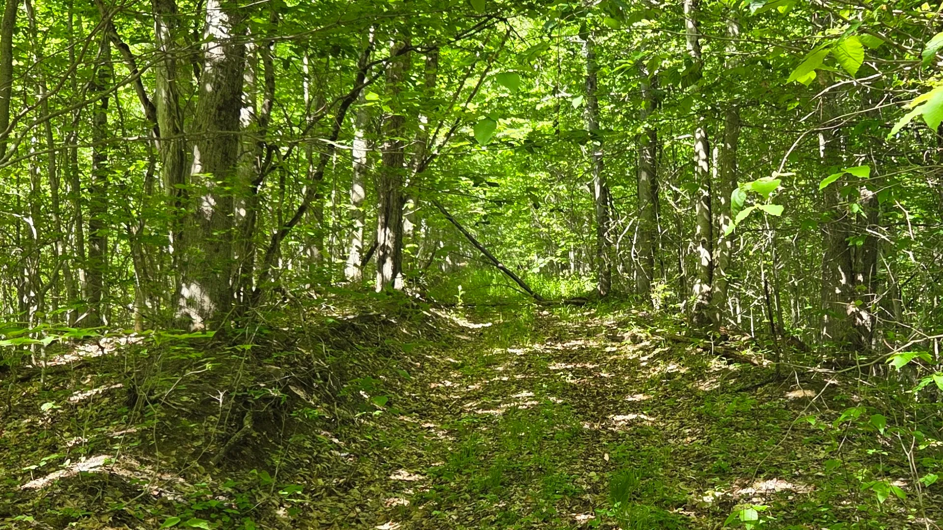 Property at NY State Route 446, Cuba, NY 14727 25