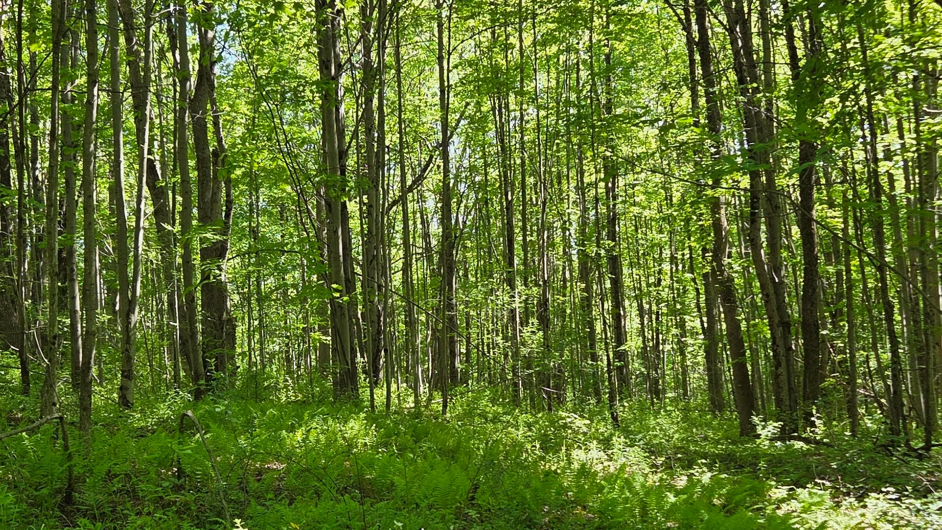 Property at NY State Route 446, Cuba, NY 14727 30