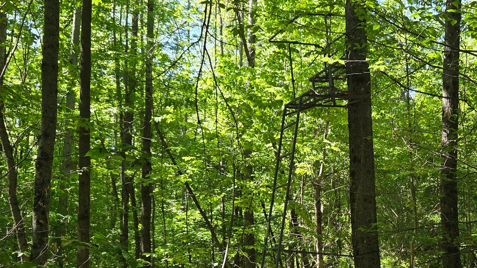 Property at NY State Route 446, Cuba, NY 14727 32