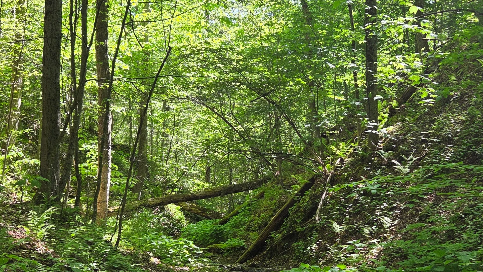 Property at NY State Route 446, Cuba, NY 14727 33