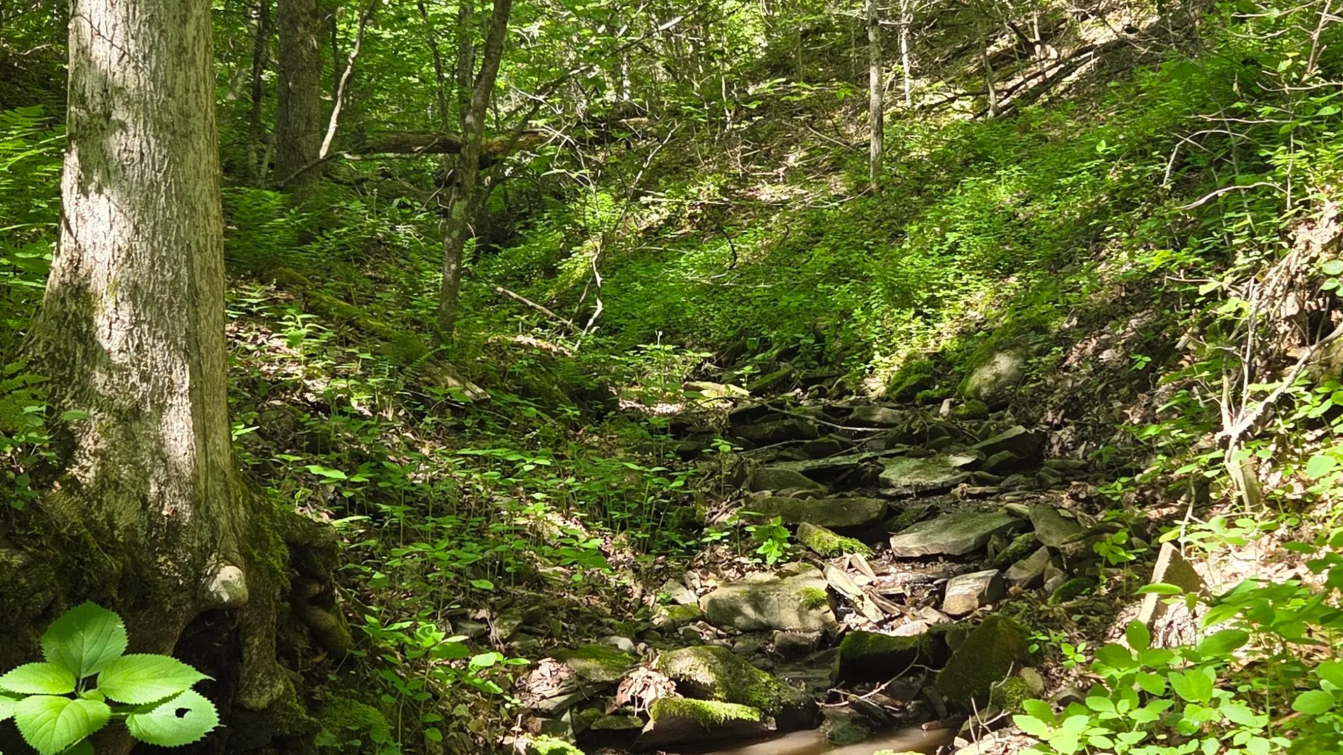 Property at NY State Route 446, Cuba, NY 14727 34