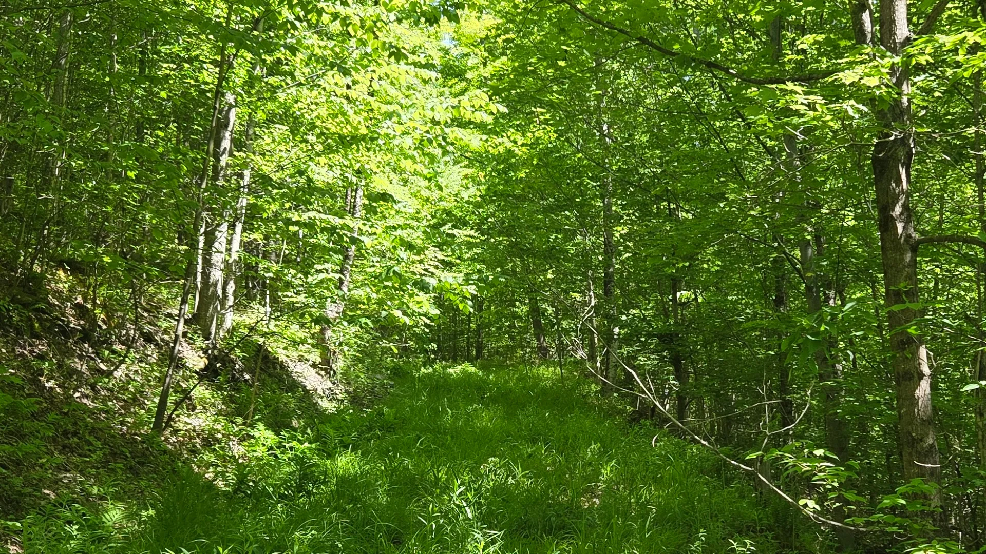 Property at NY State Route 446, Cuba, NY 14727 35
