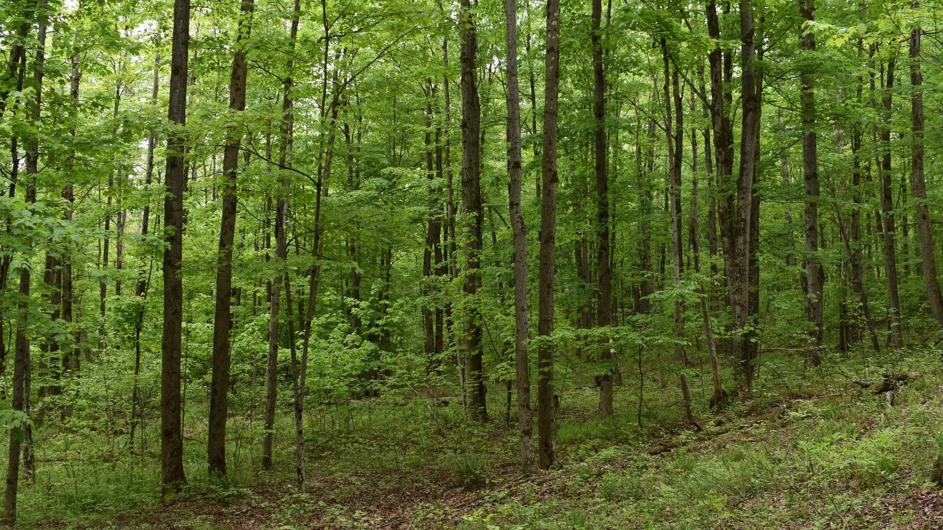 Property at Harris Hollow Road, Gerry, NY 14740 18
