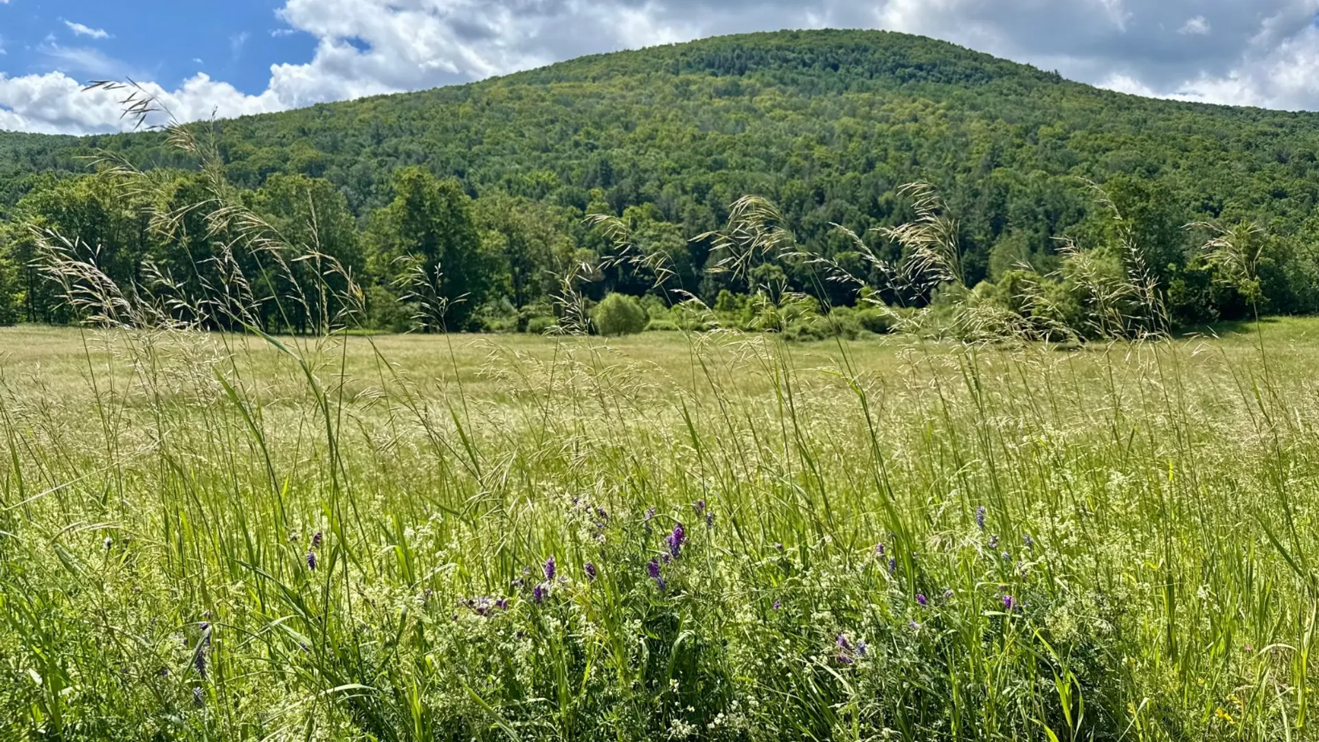 Property at 1061 State Route 990V, Gilboa, NY 12076 33