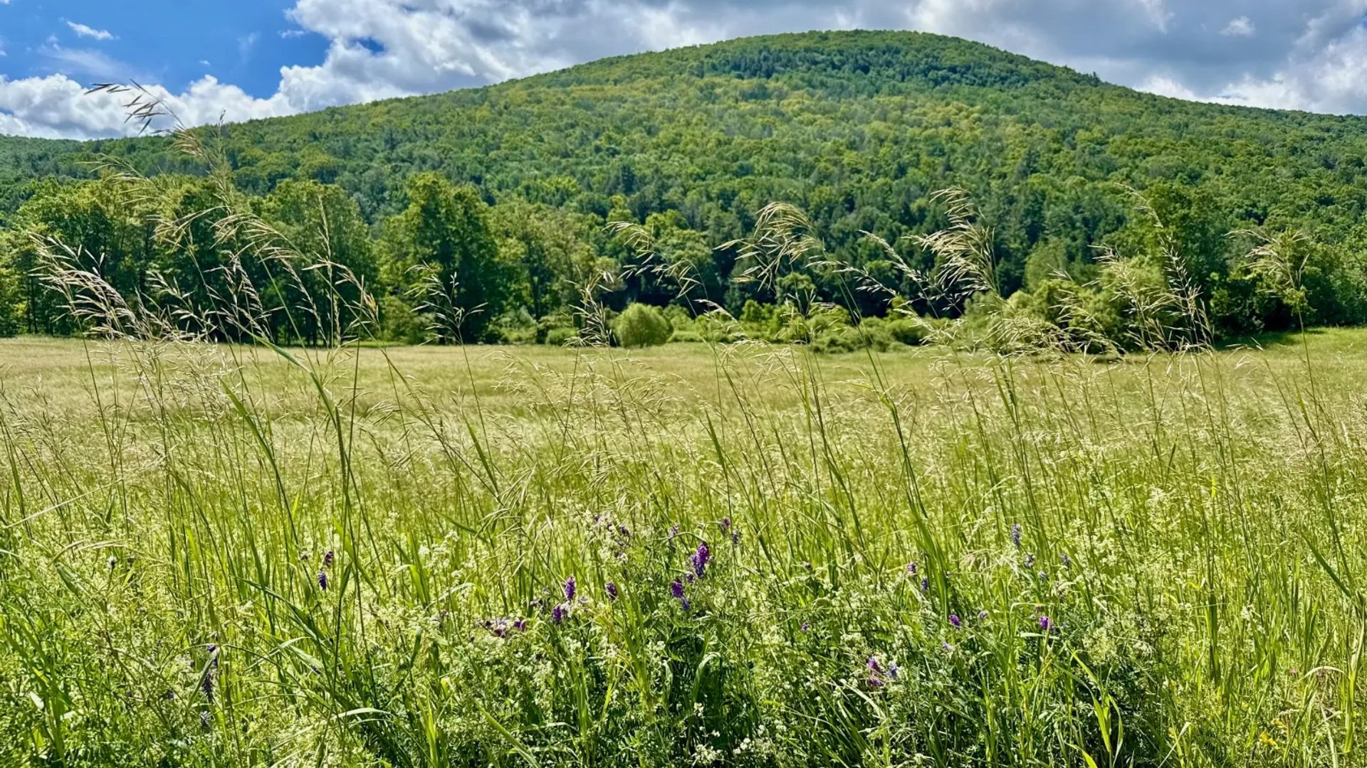 Property at 1061 State Route 990V, Gilboa, NY 12076 62