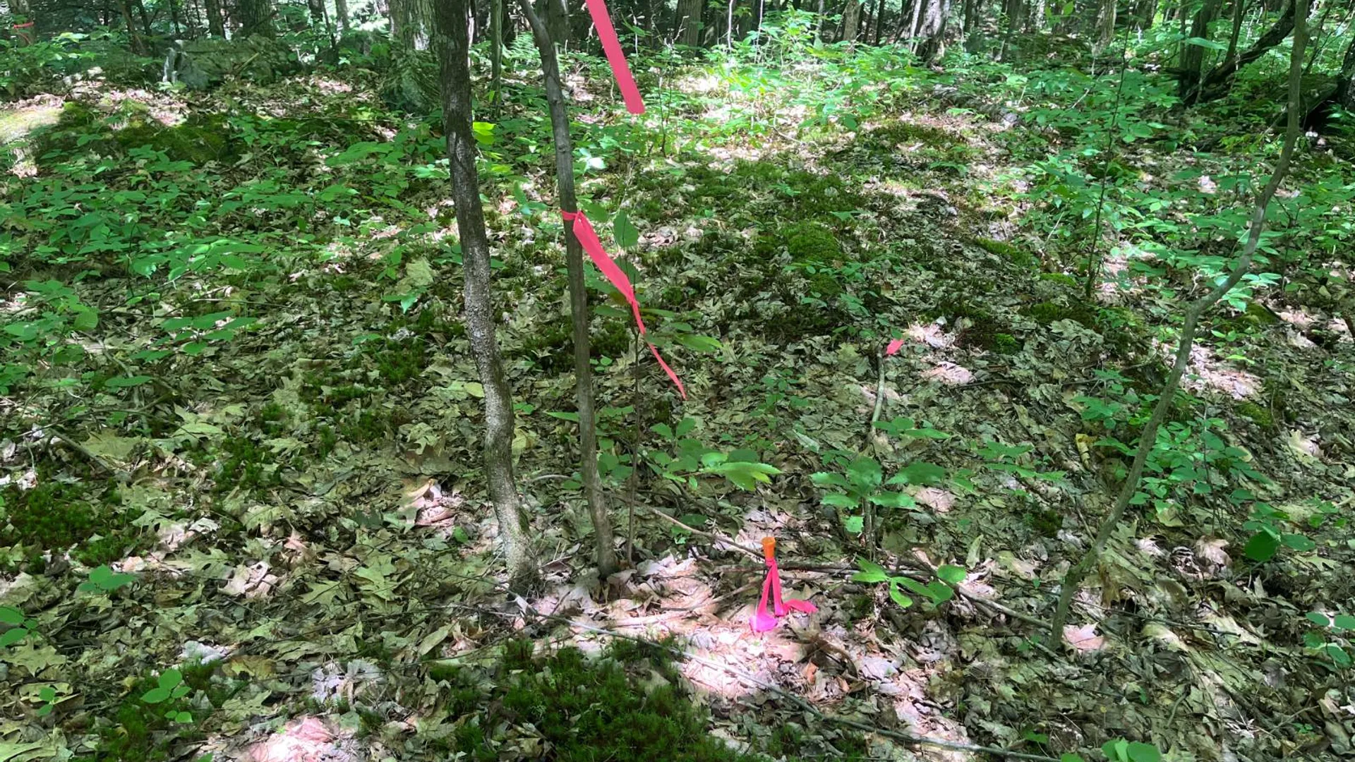 Property at 00 Eddy Pyrites Rd, Canton, NY 13617 13
