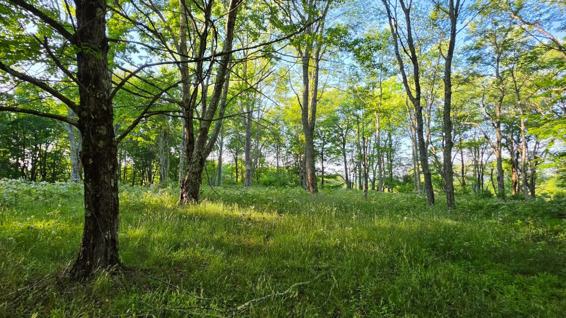 Property at Lot 1.35 West Shore Rd, Swan Lake, NY 12783 4