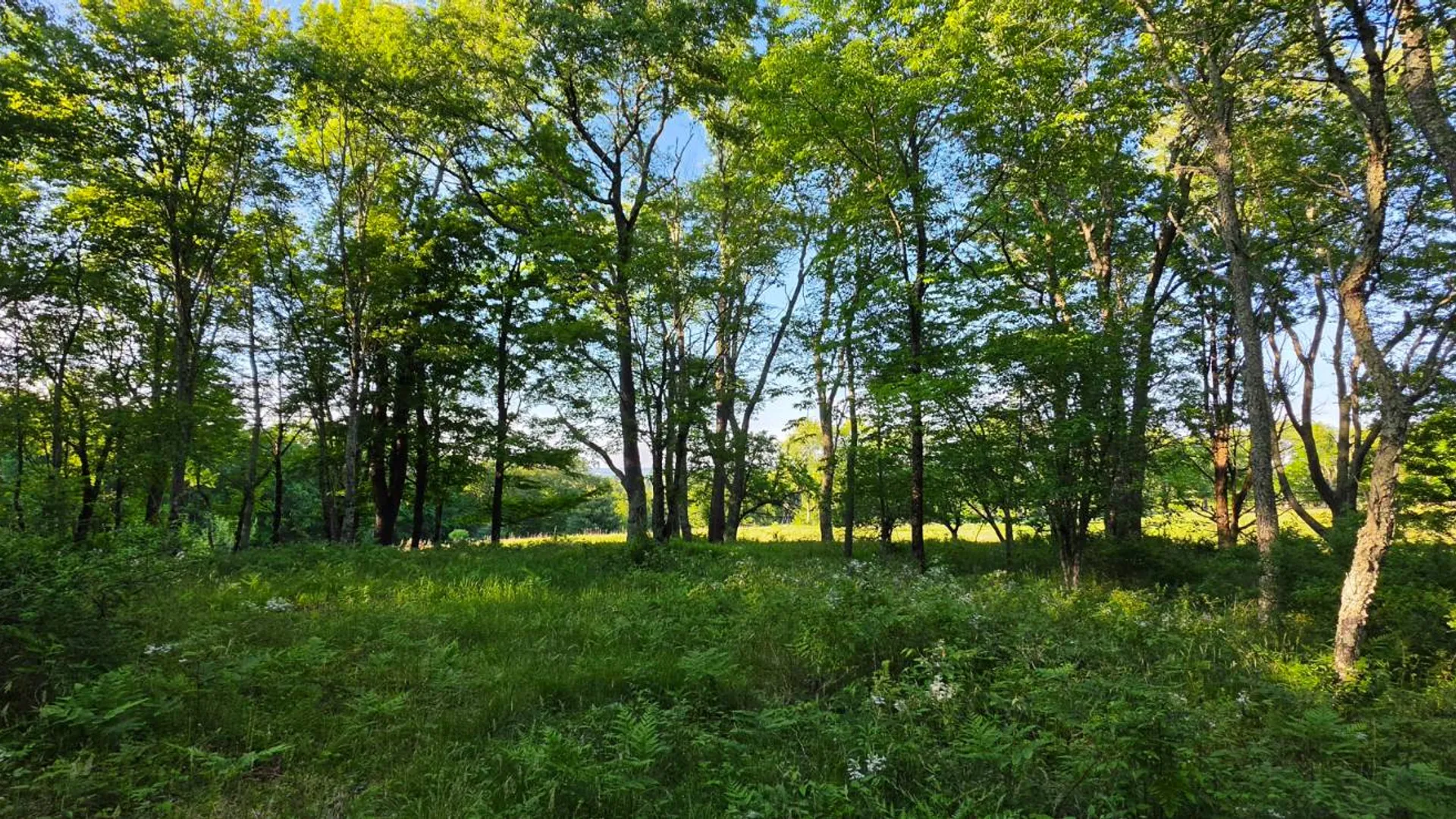 Property at Lot 1.35 West Shore Rd, Swan Lake, NY 12783 7