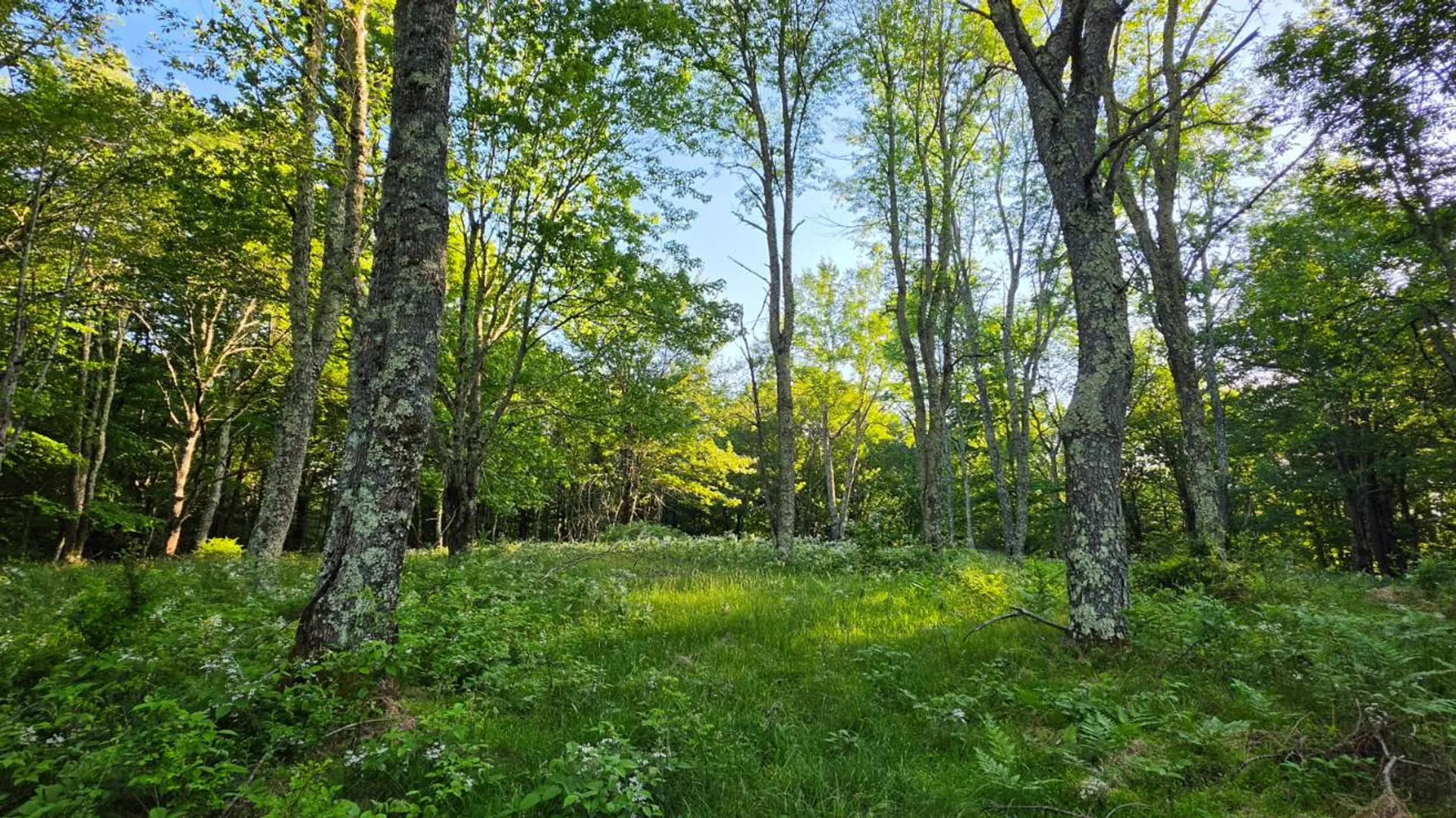 Property at Lot 1.35 West Shore Rd, Swan Lake, NY 12783 12