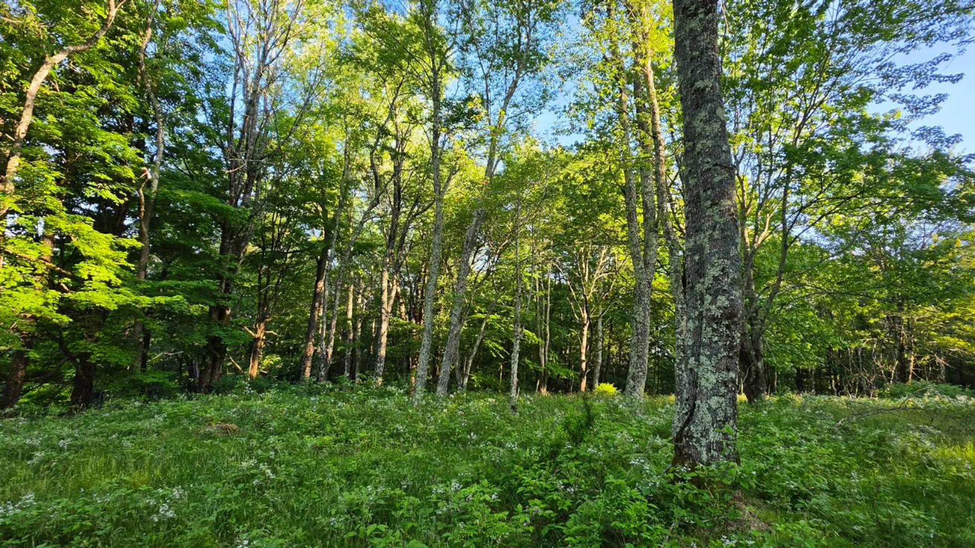 Property at Lot 1.35 West Shore Rd, Swan Lake, NY 12783 13