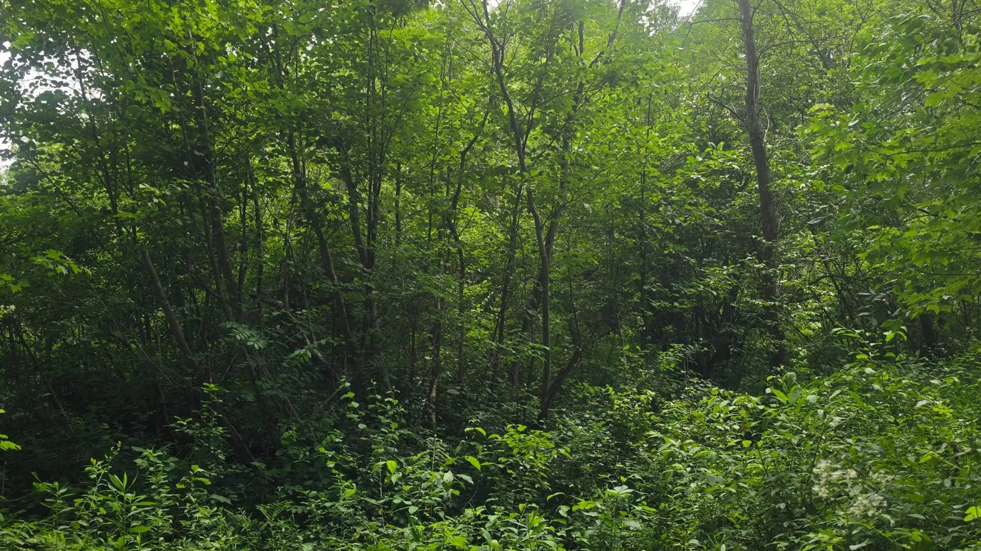 Property at 00 cty rte 46, Theresa, NY 13691 14