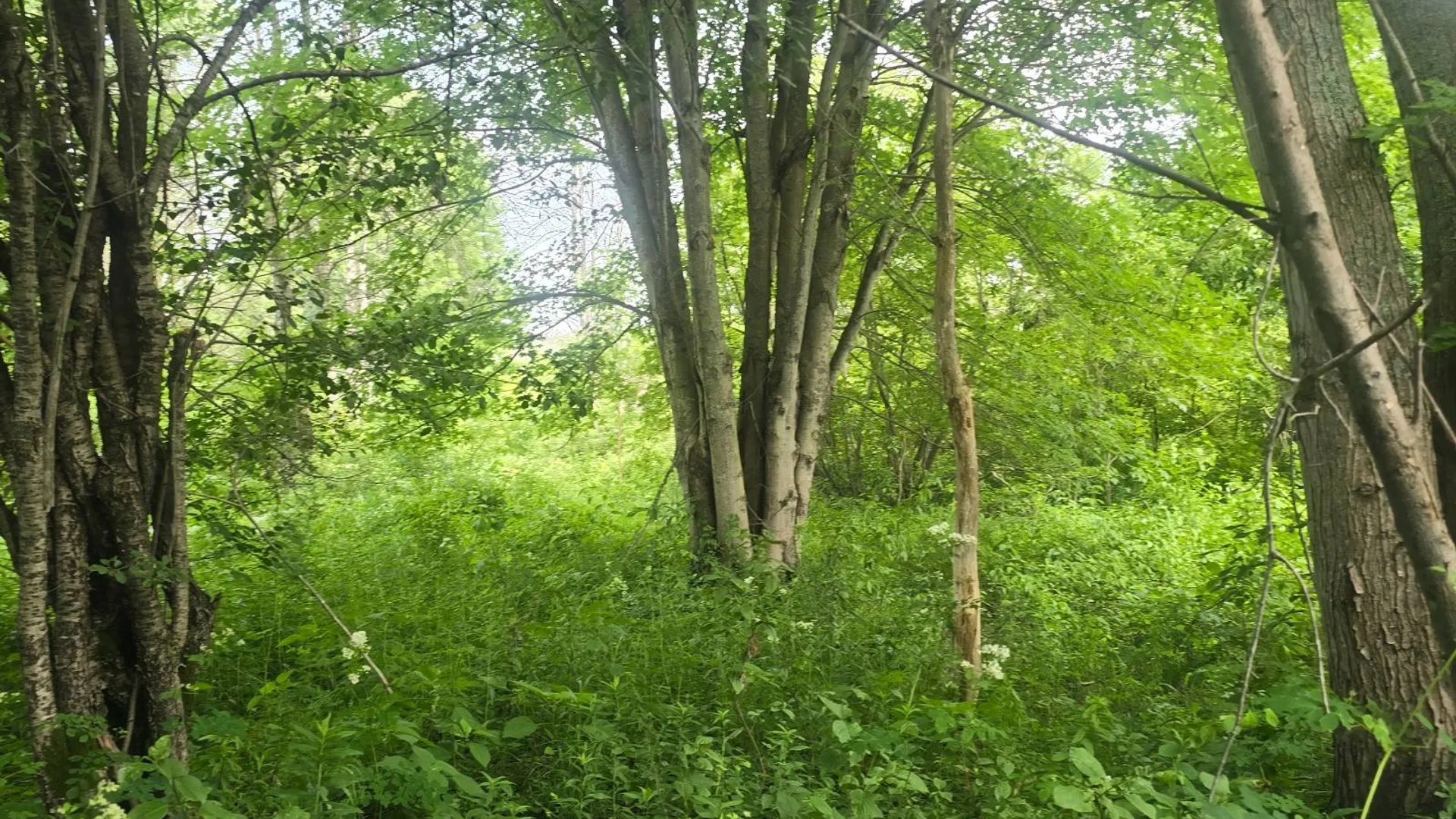 Property at 00 cty rte 46, Theresa, NY 13691 3