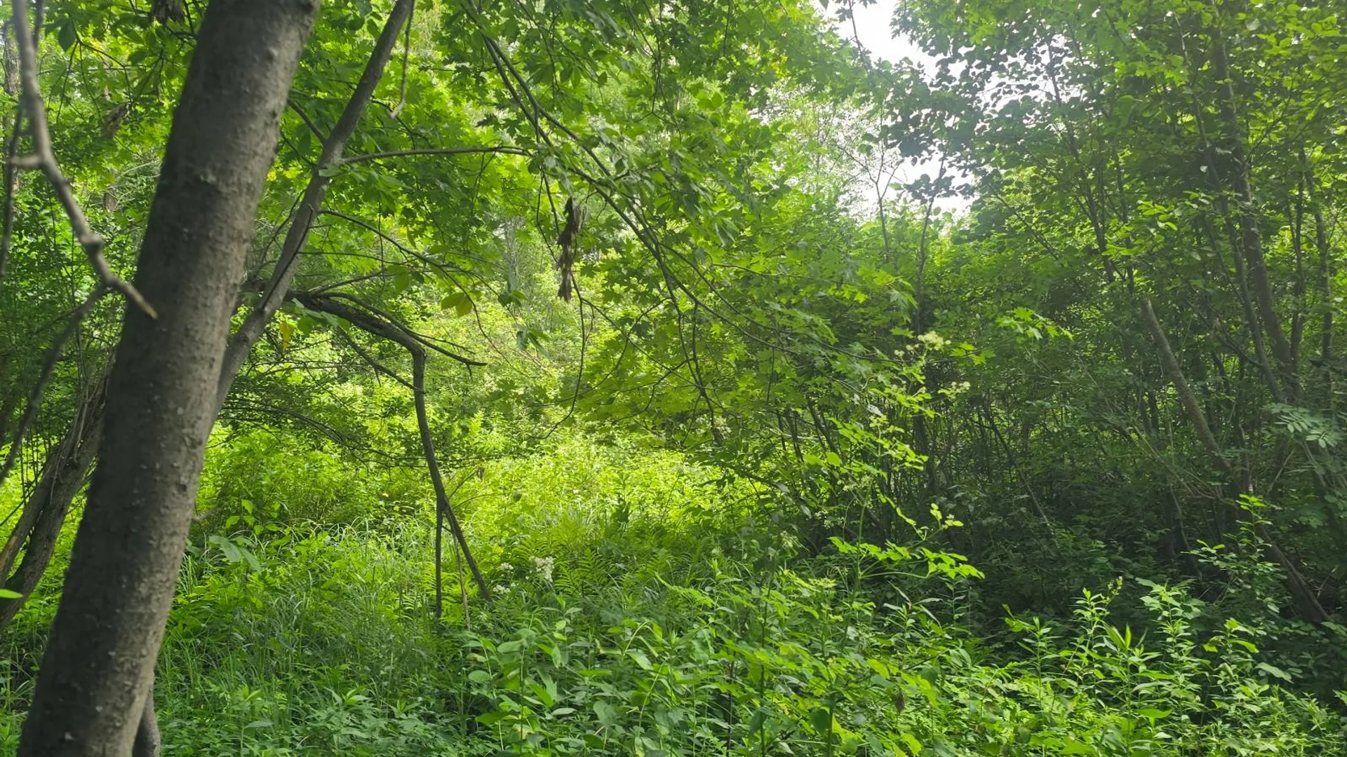 Property at 00 cty rte 46, Theresa, NY 13691 18