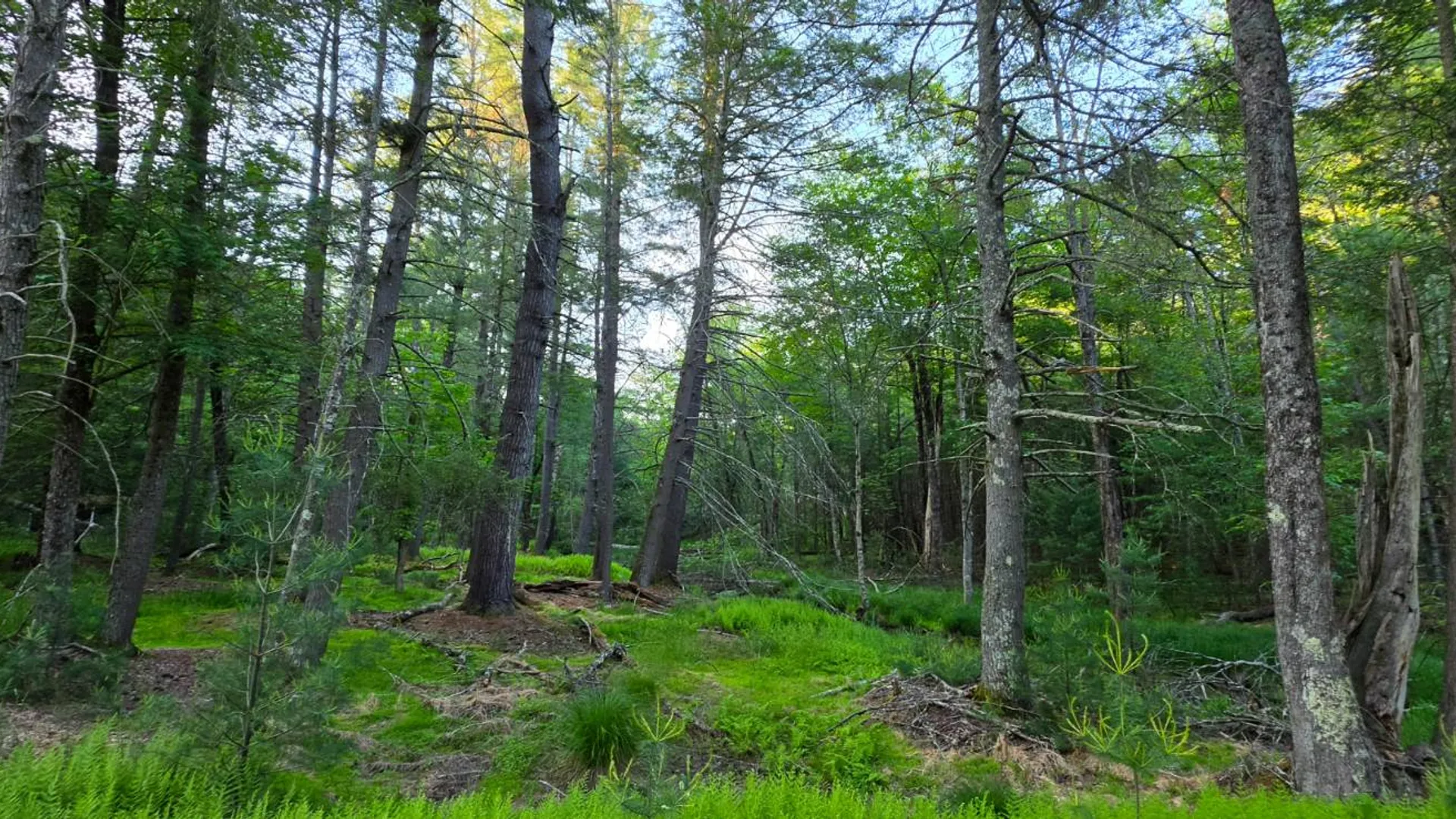 Property at Lot 303 Old Tacy Road, Bethel, NY 12720 5