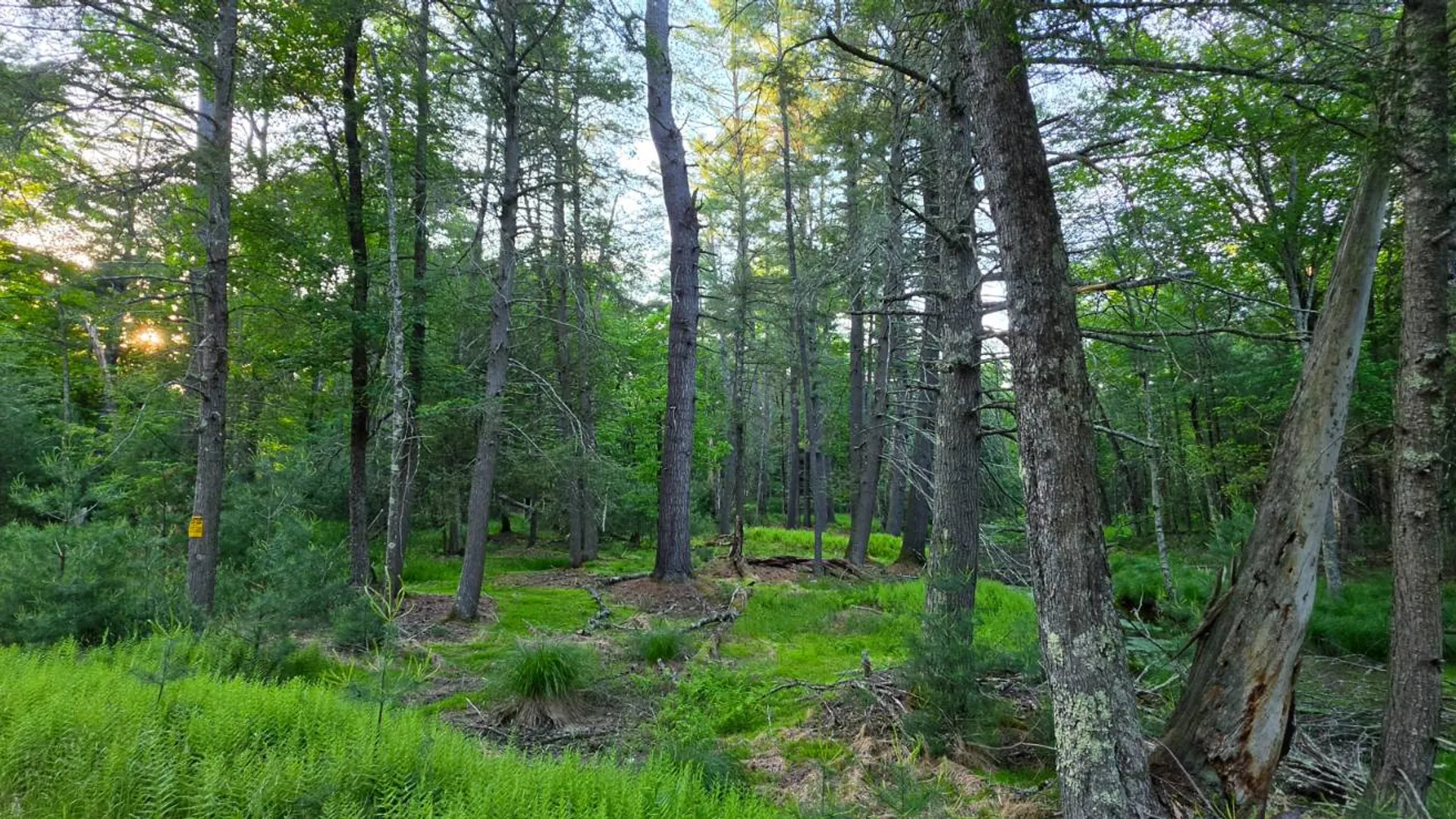Property at Lot 303 Old Tacy Road, Bethel, NY 12720 13