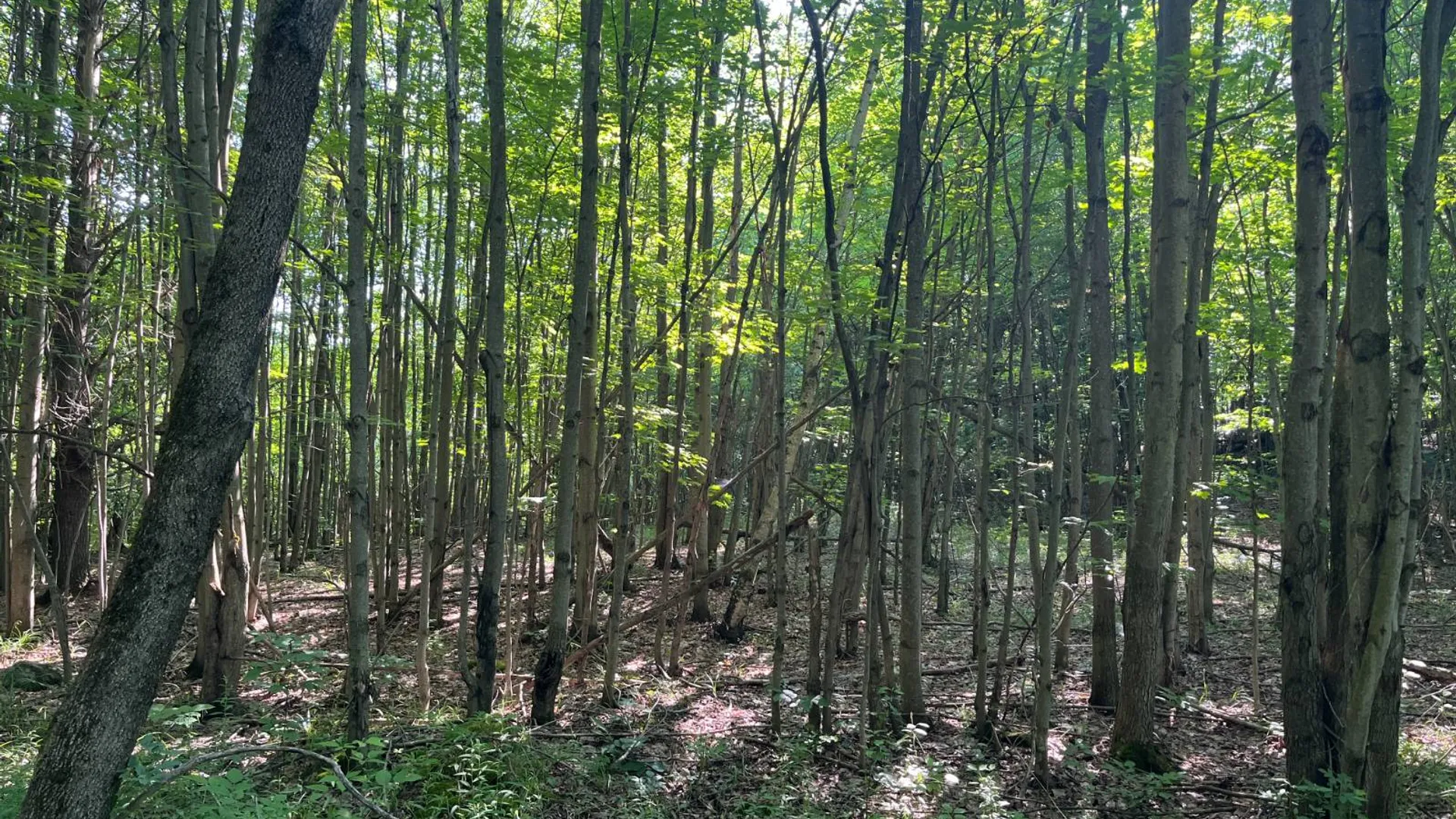 Property at 00 Austin Road #7, Antwerp, NY 13608 9