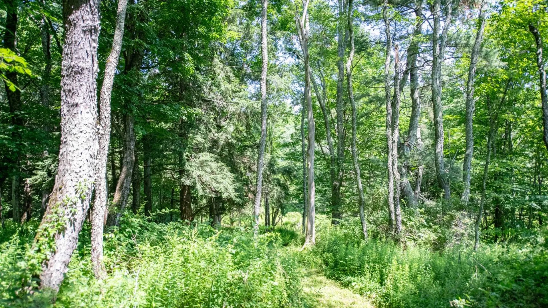 Property at 10241 County Highway 33, Bloomville, NY 13739 23