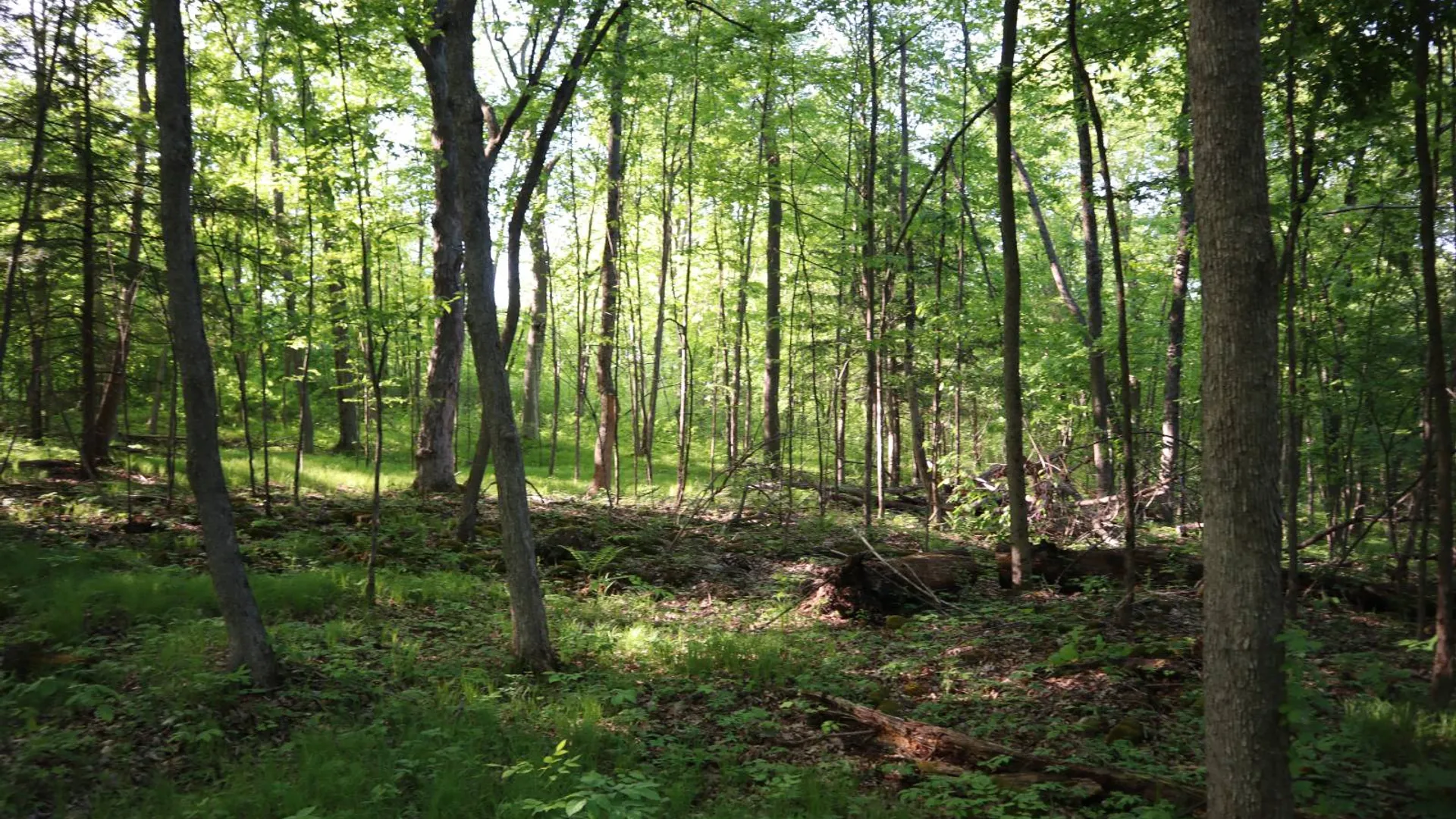 Property at 256 Ryder Rd, Whitehall, NY 12887 65