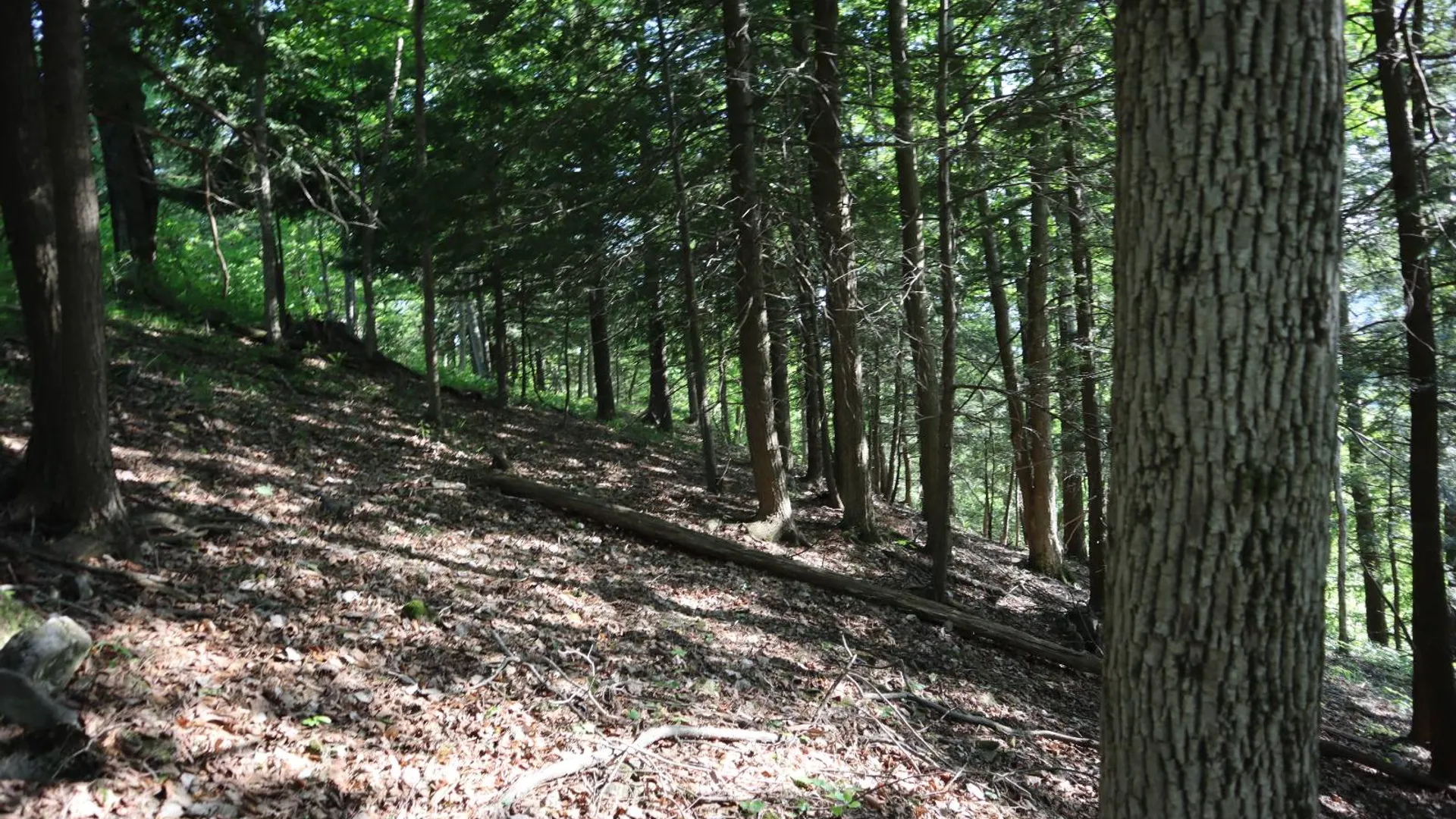 Property at 256 Ryder Rd, Whitehall, NY 12887 91