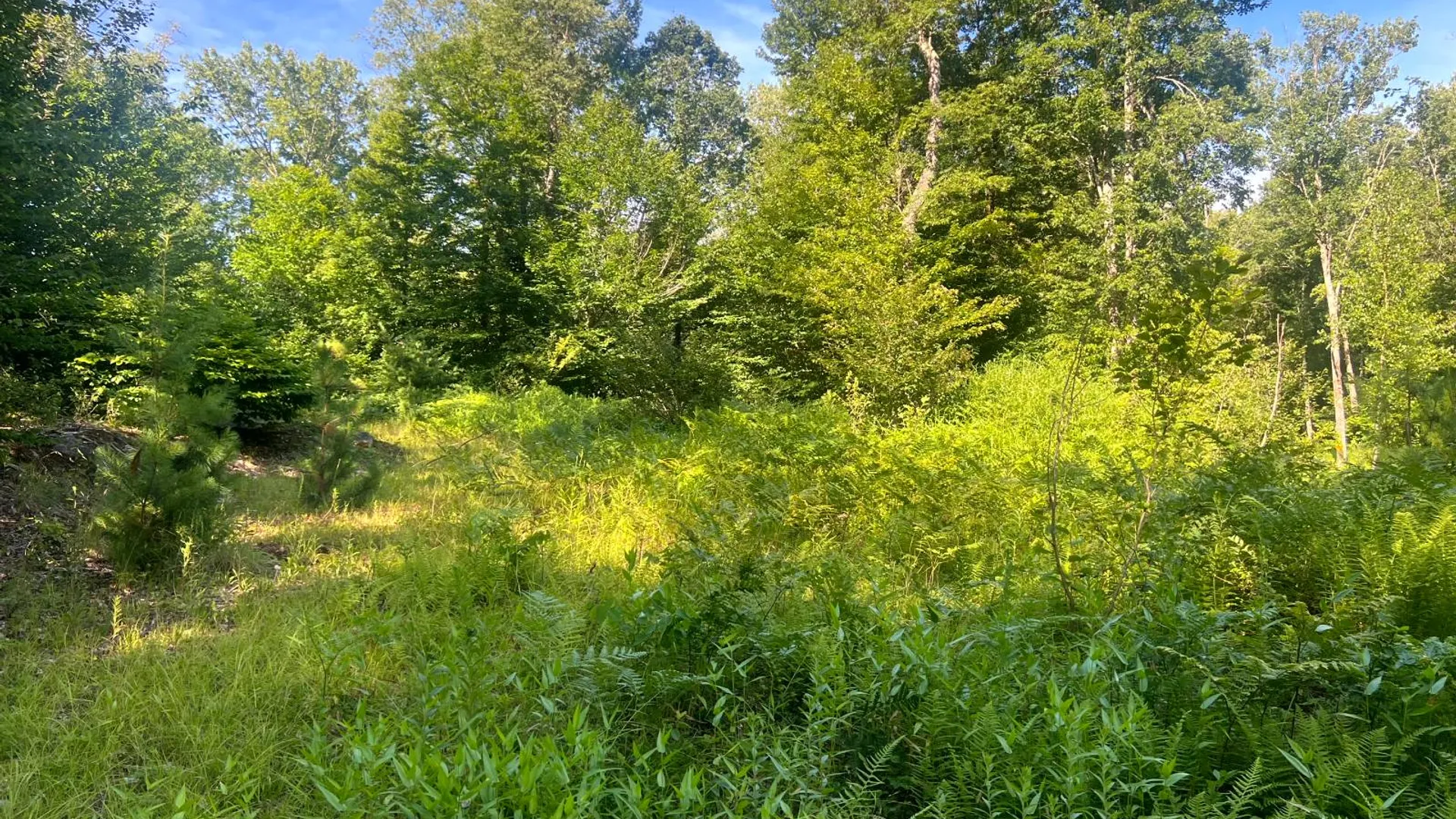 Property at Lot 6 Carleton Pond Road, Camden, NY 13316 12
