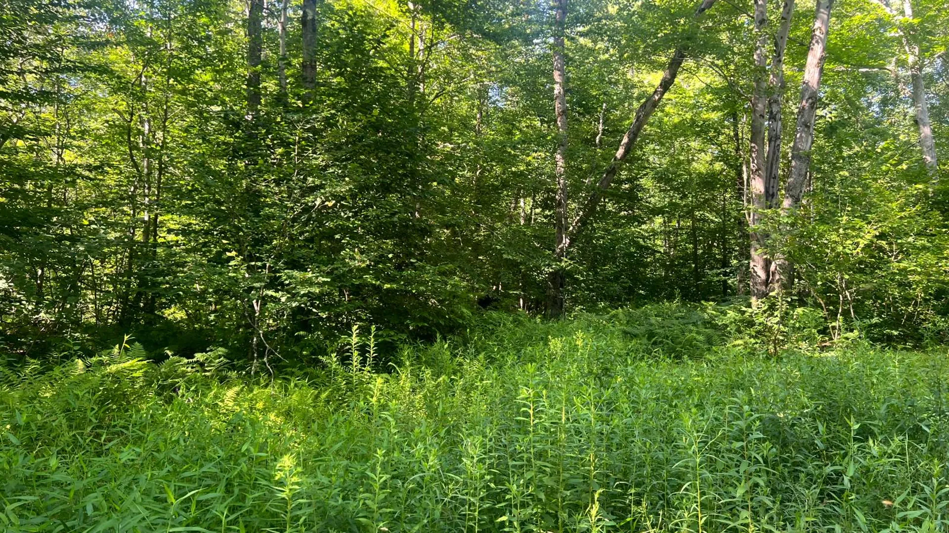 Property at Lot 6 Carleton Pond Road, Camden, NY 13316 13