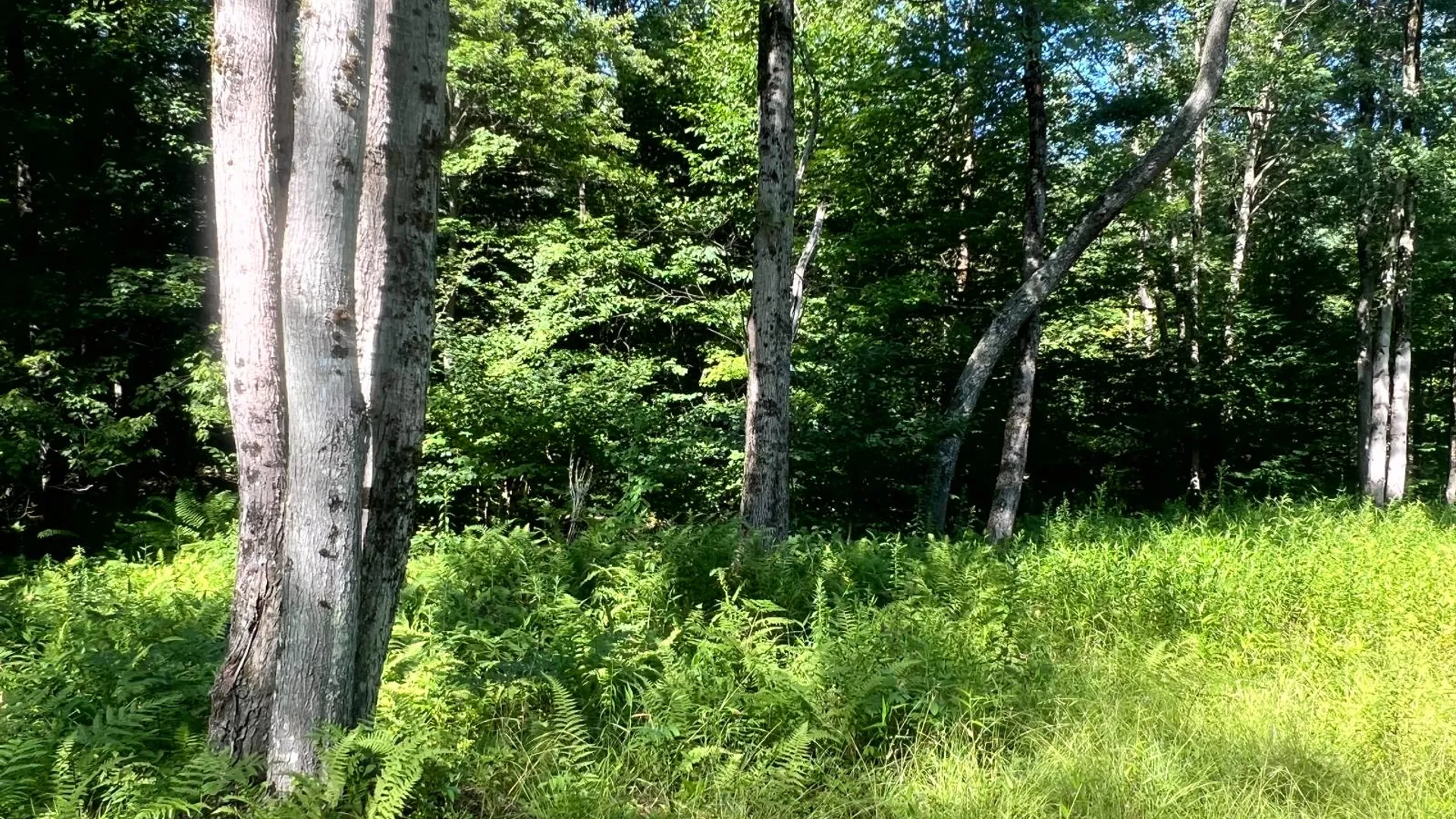 Property at Lot 6 Carleton Pond Road, Camden, NY 13316 15