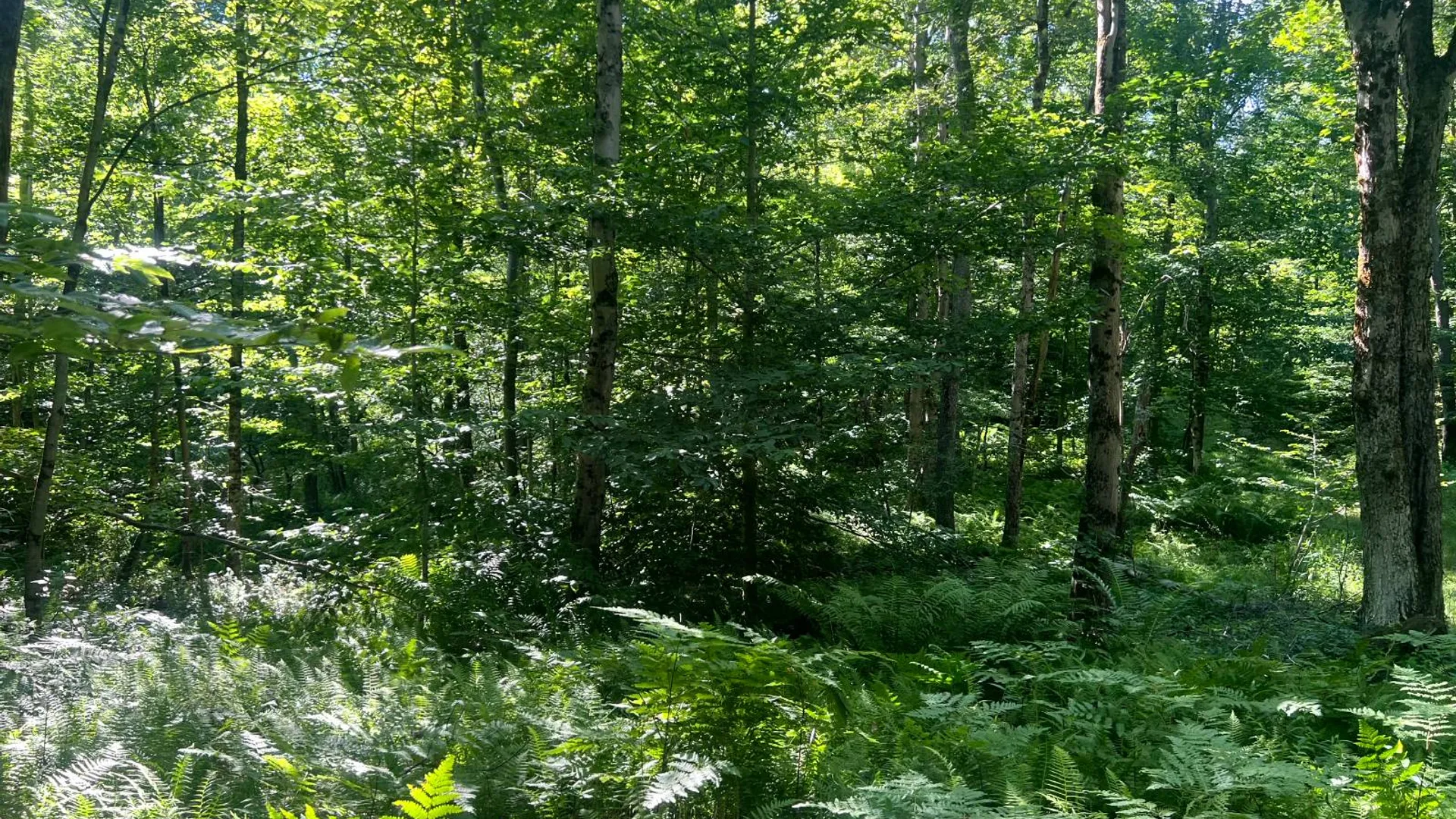 Property at Lot 6 Carleton Pond Road, Camden, NY 13316 17