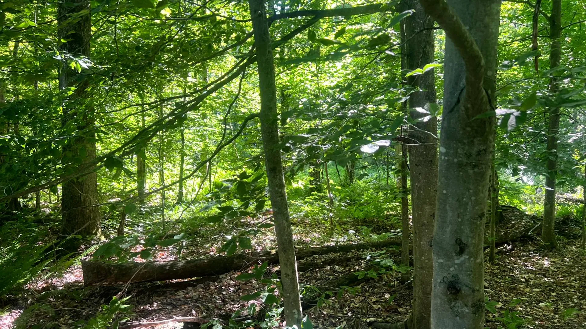 Property at Lot 6 Carleton Pond Road, Camden, NY 13316 18