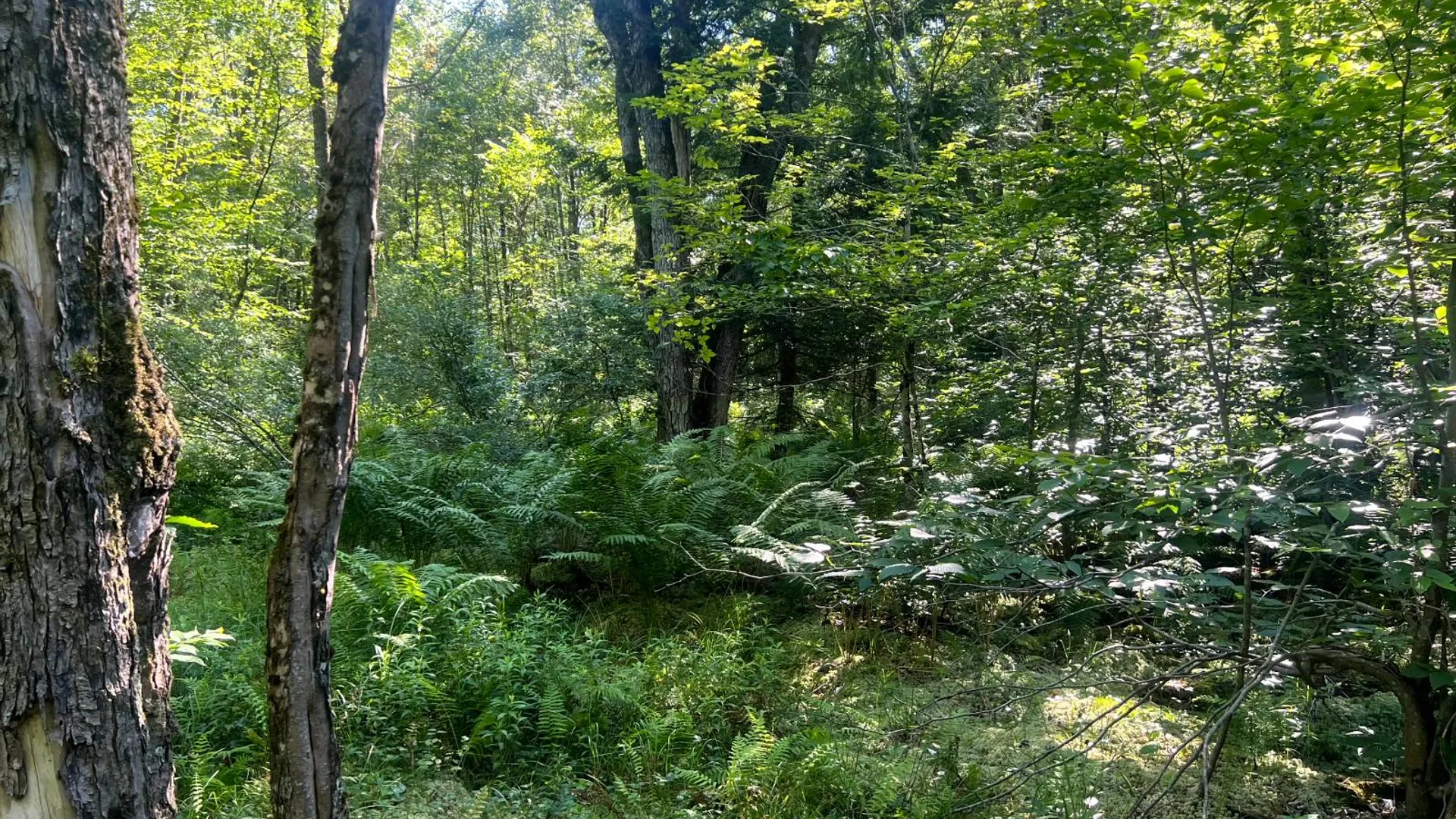 Property at Lot 6 Carleton Pond Road, Camden, NY 13316 20