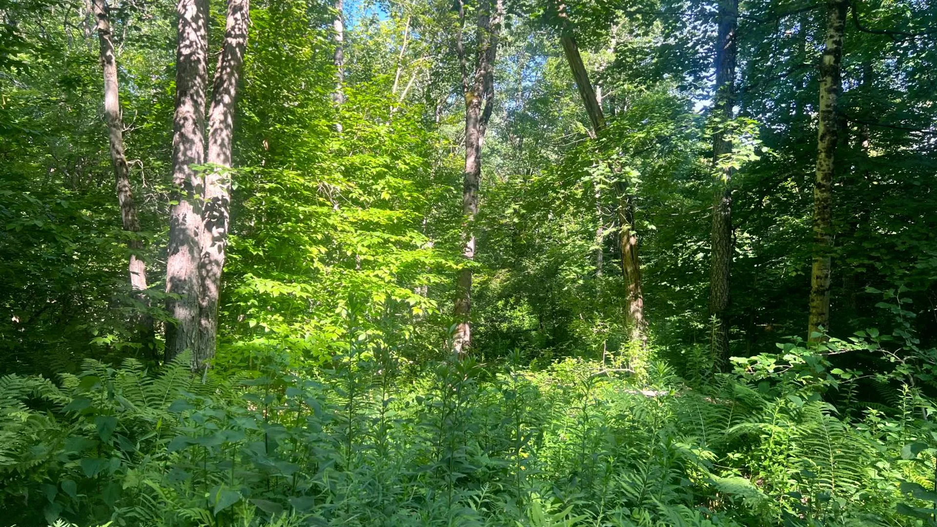 Property at Lot 6 Carleton Pond Road, Camden, NY 13316 5