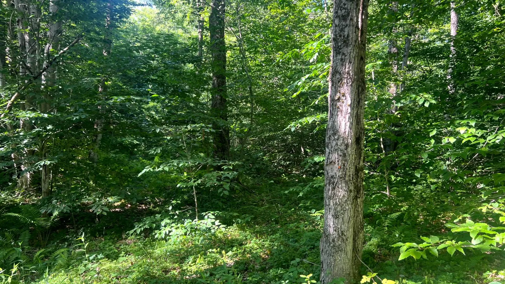 Property at Lot 6 Carleton Pond Road, Camden, NY 13316 7