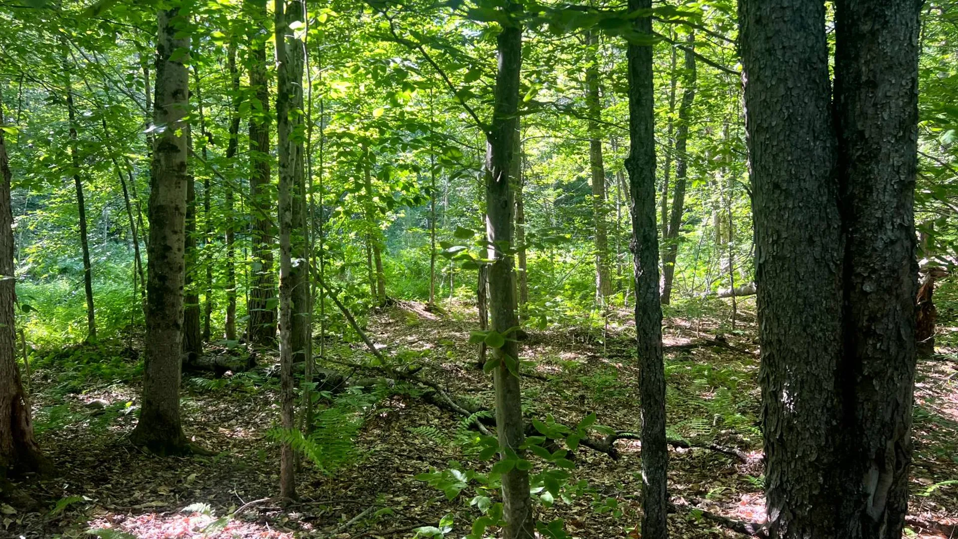 Property at Lot 6 Carleton Pond Road, Camden, NY 13316 9