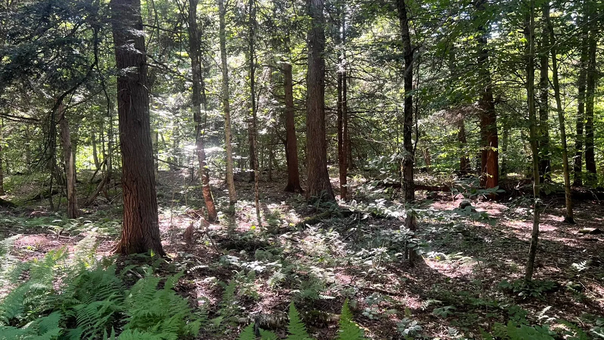 Property at Lot 7 Carleton Pond Road, Camden, NY 13316 2