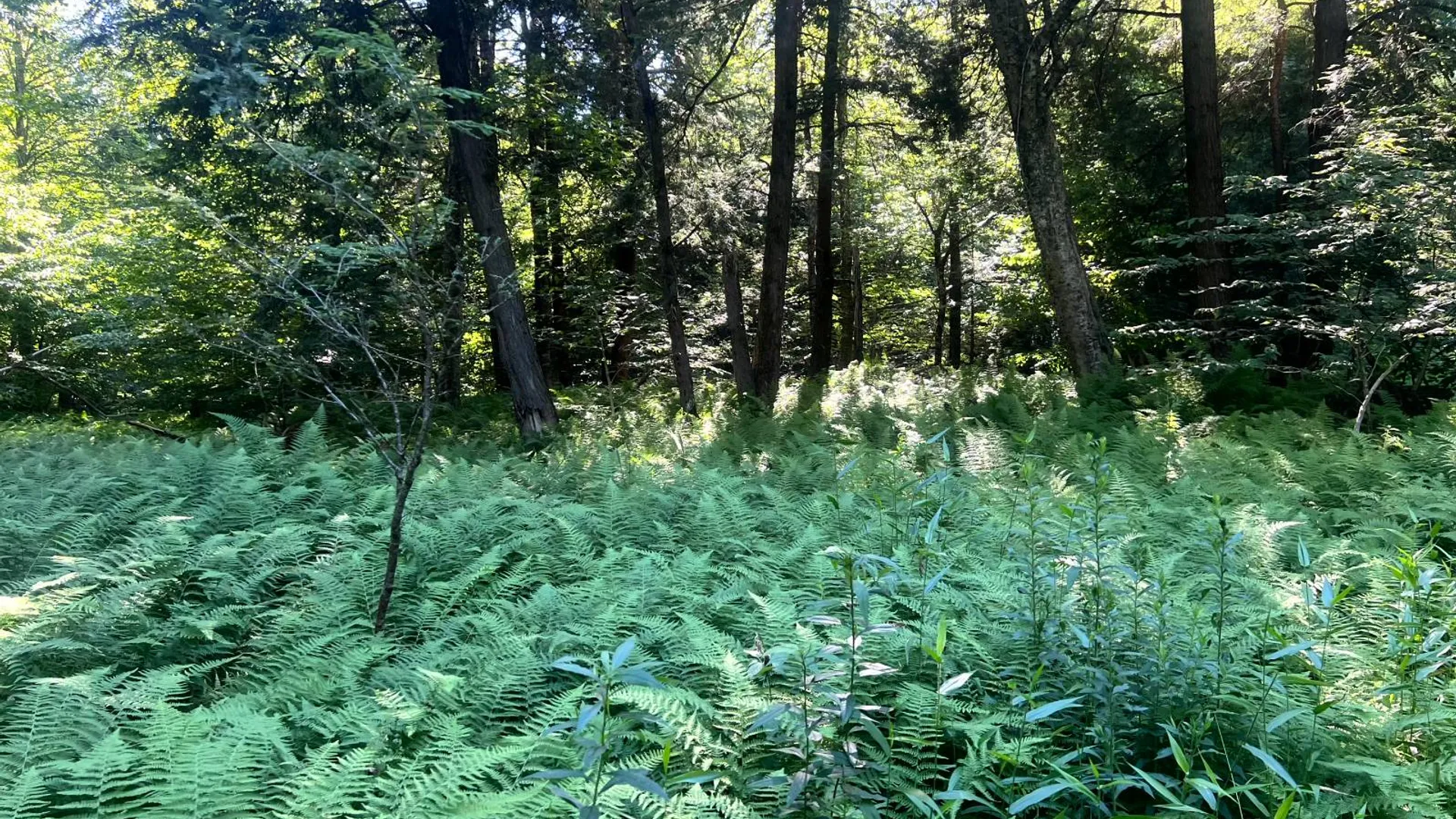 Property at Lot 7 Carleton Pond Road, Camden, NY 13316 4