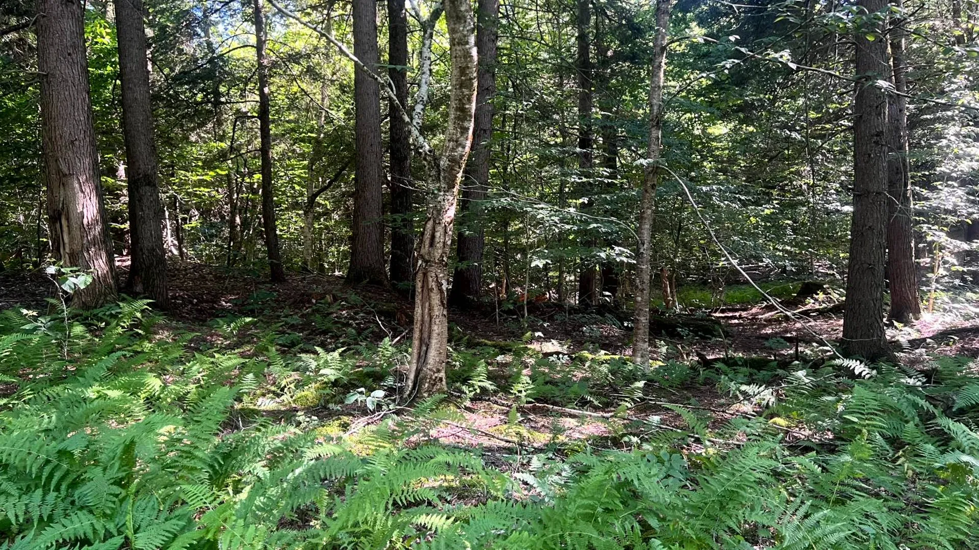 Property at Lot 7 Carleton Pond Road, Camden, NY 13316 5